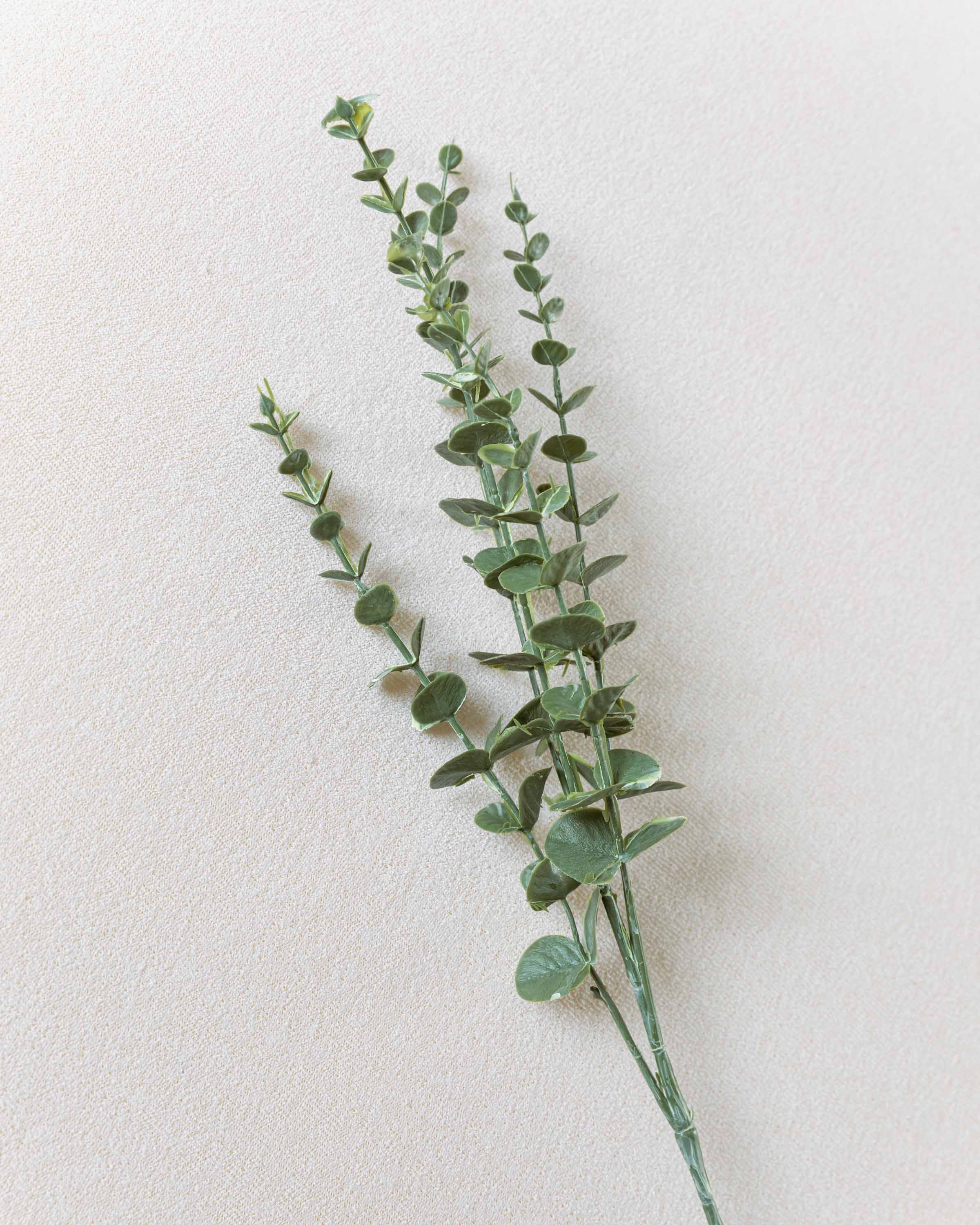Rama Eucalipto Verde