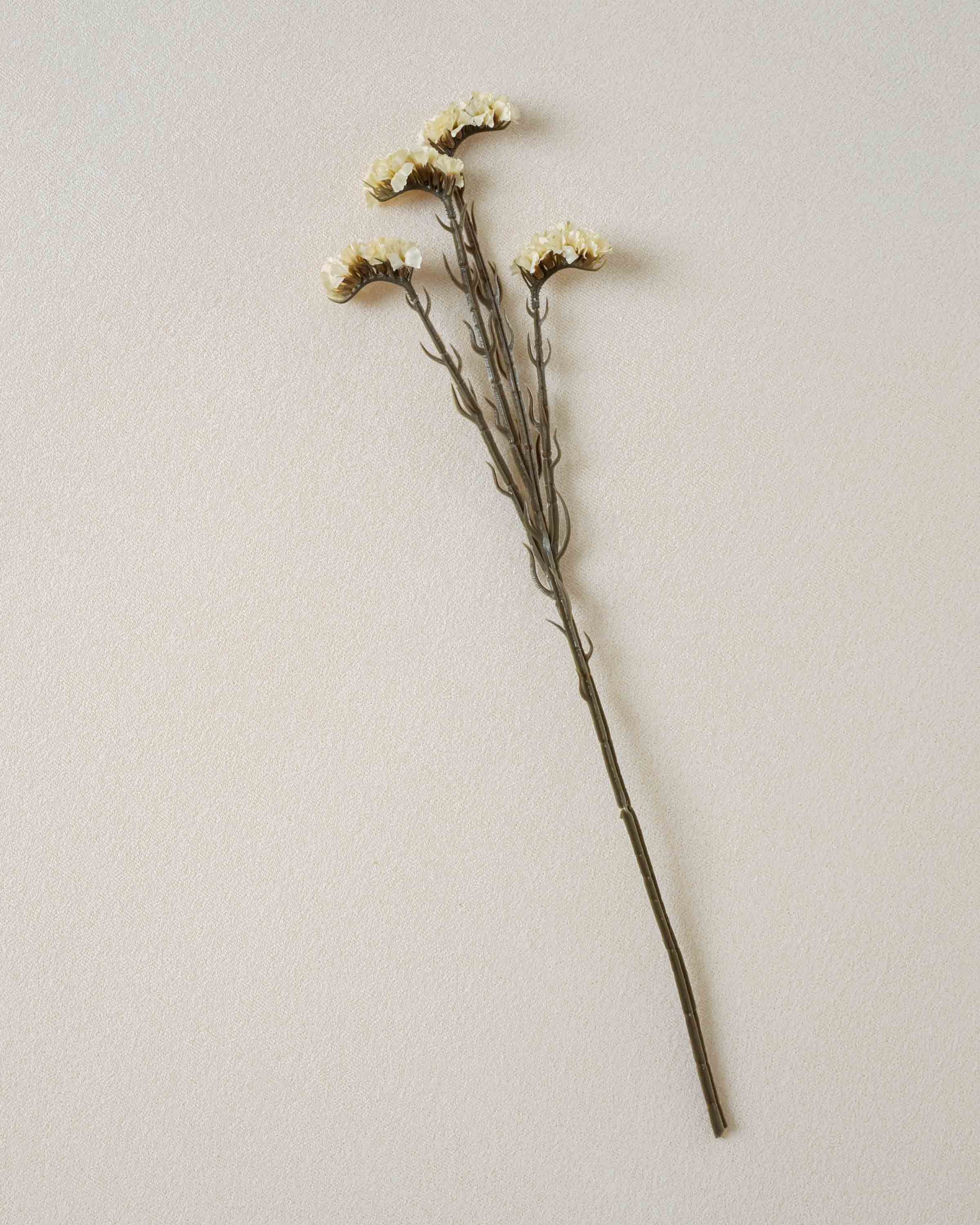 Rama Limonium Natural