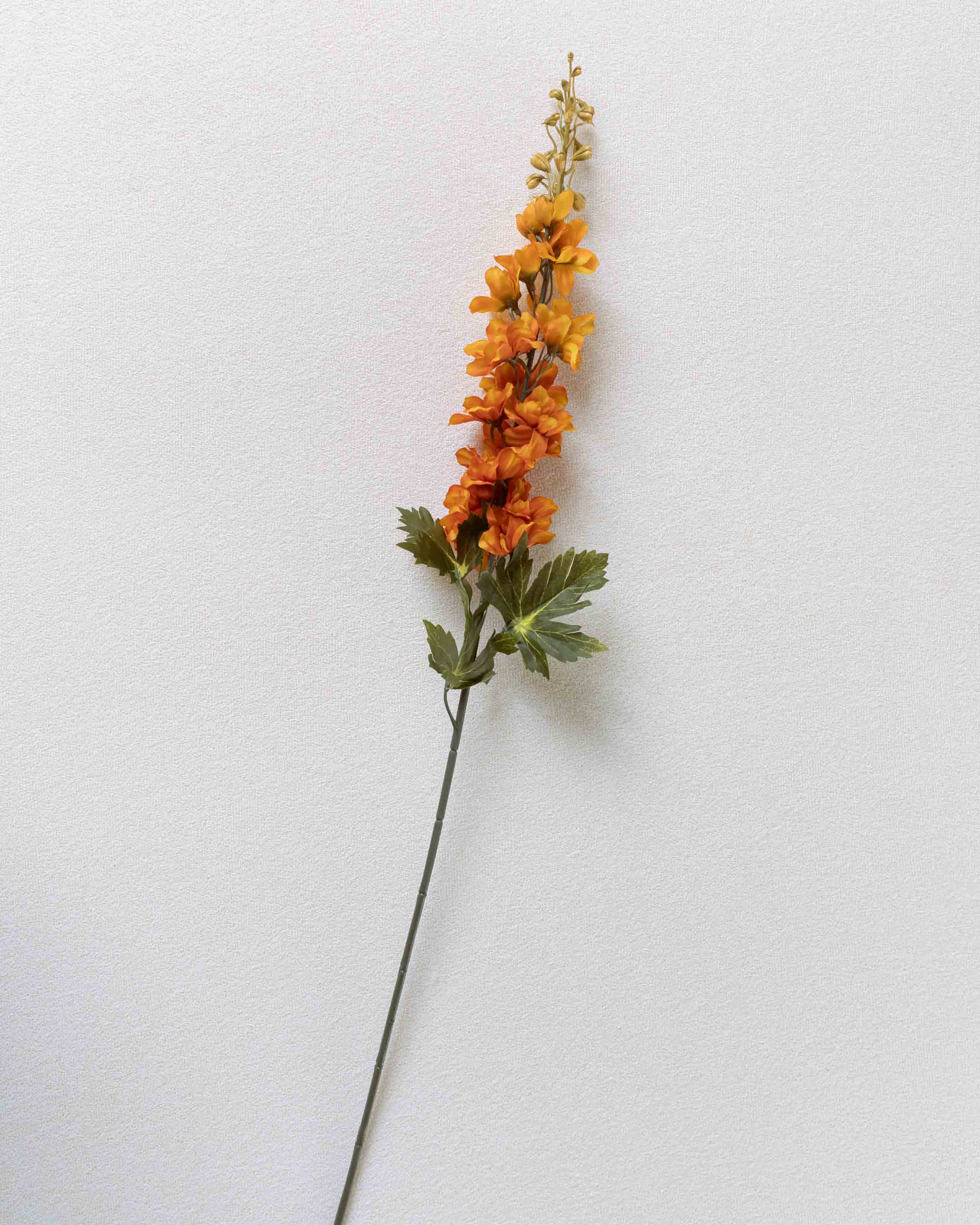 Flor Delphinium Caldera