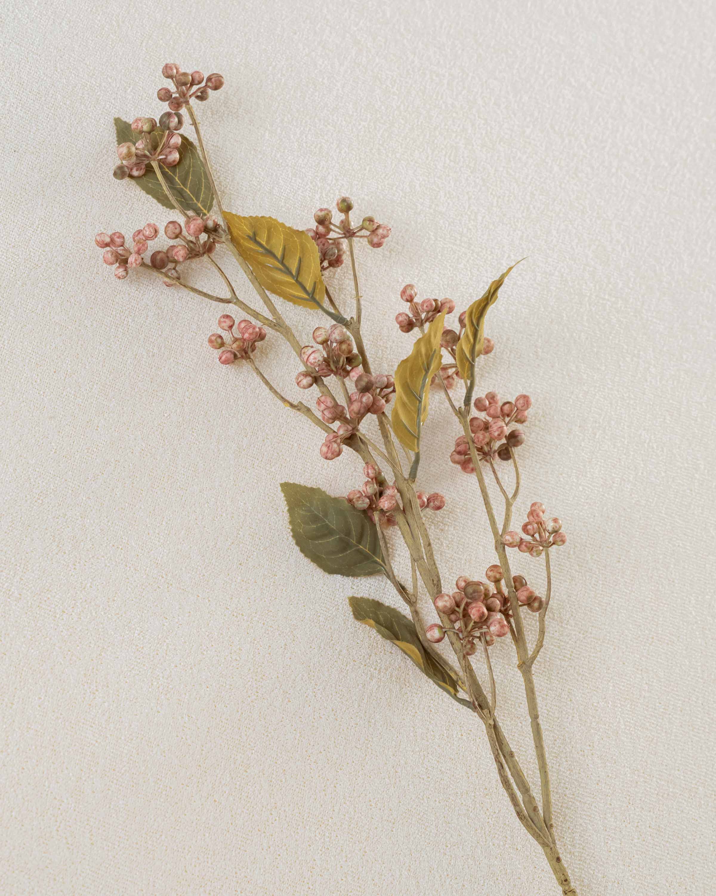 Rama Saúco KL Rosa