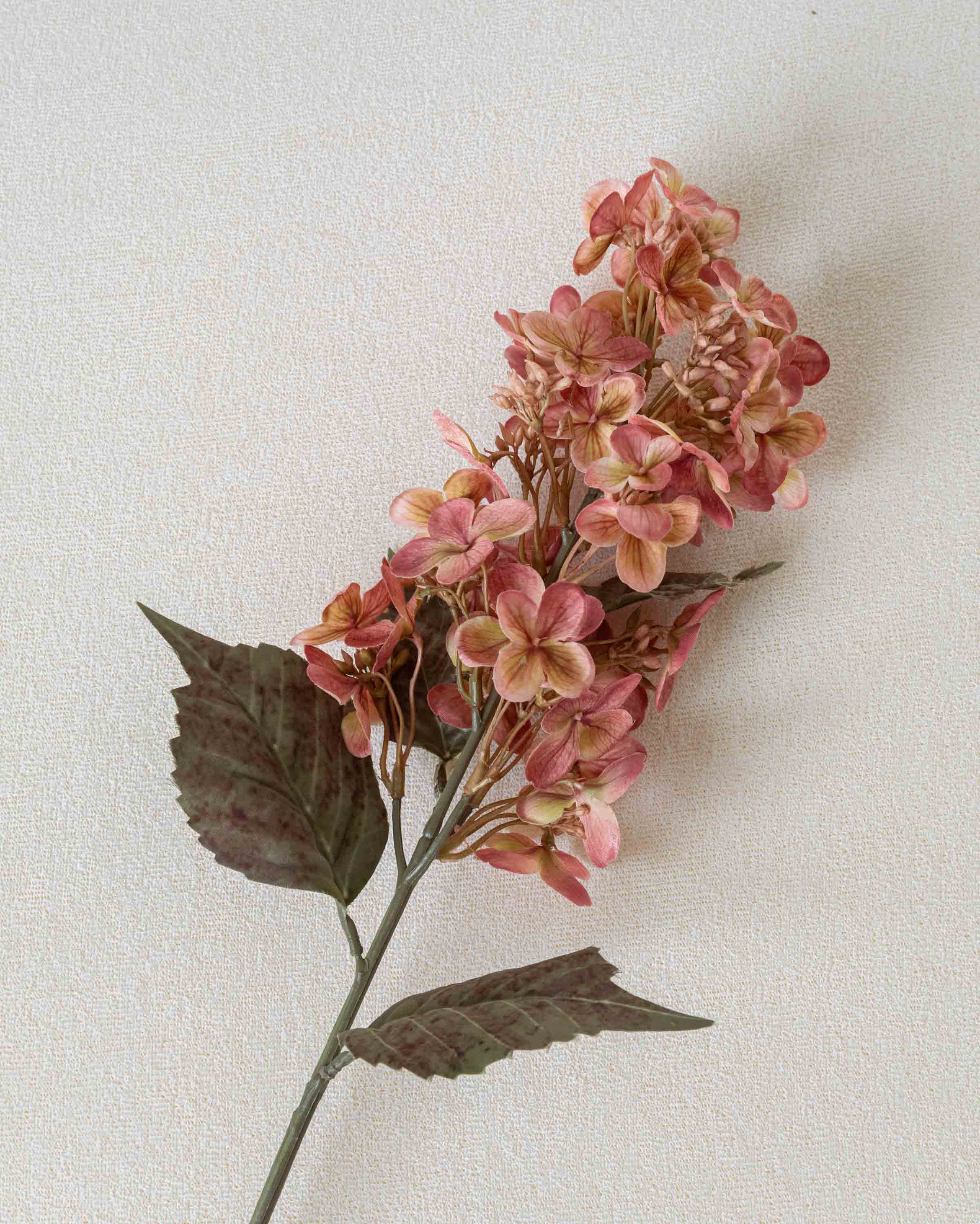 Flor de cone de hortênsia rosa