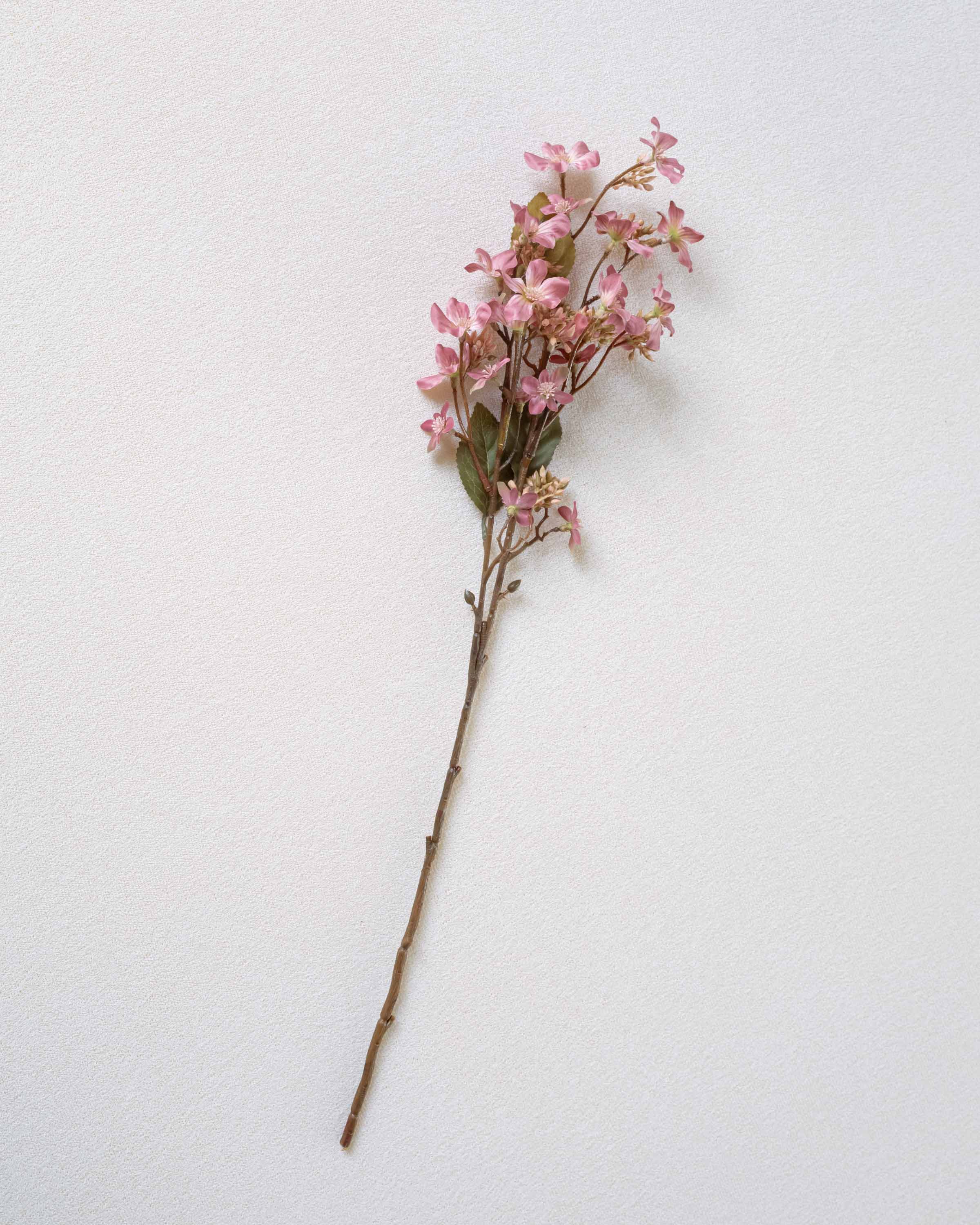 Rama Tung Rosa