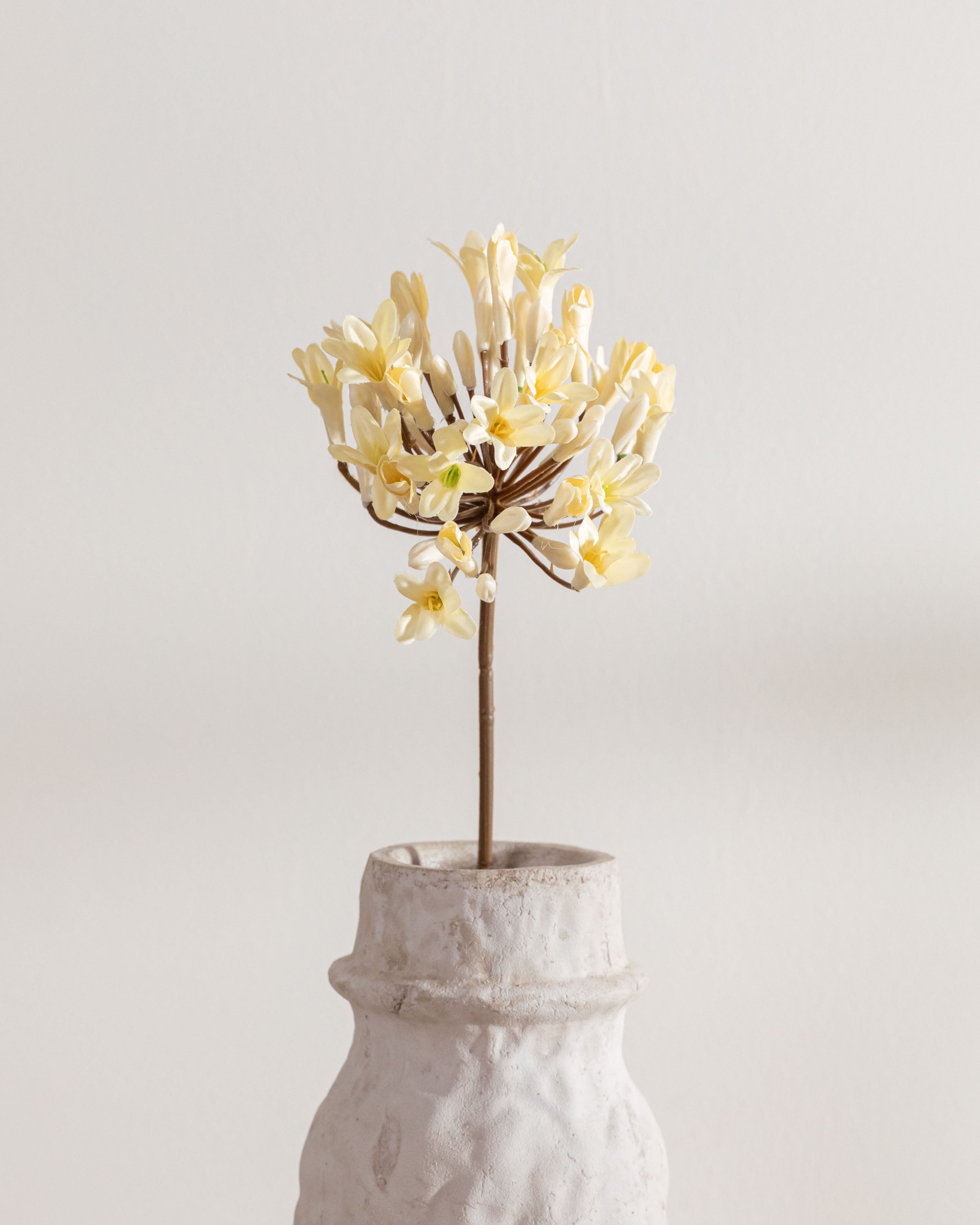 Flor Agapanto Beige