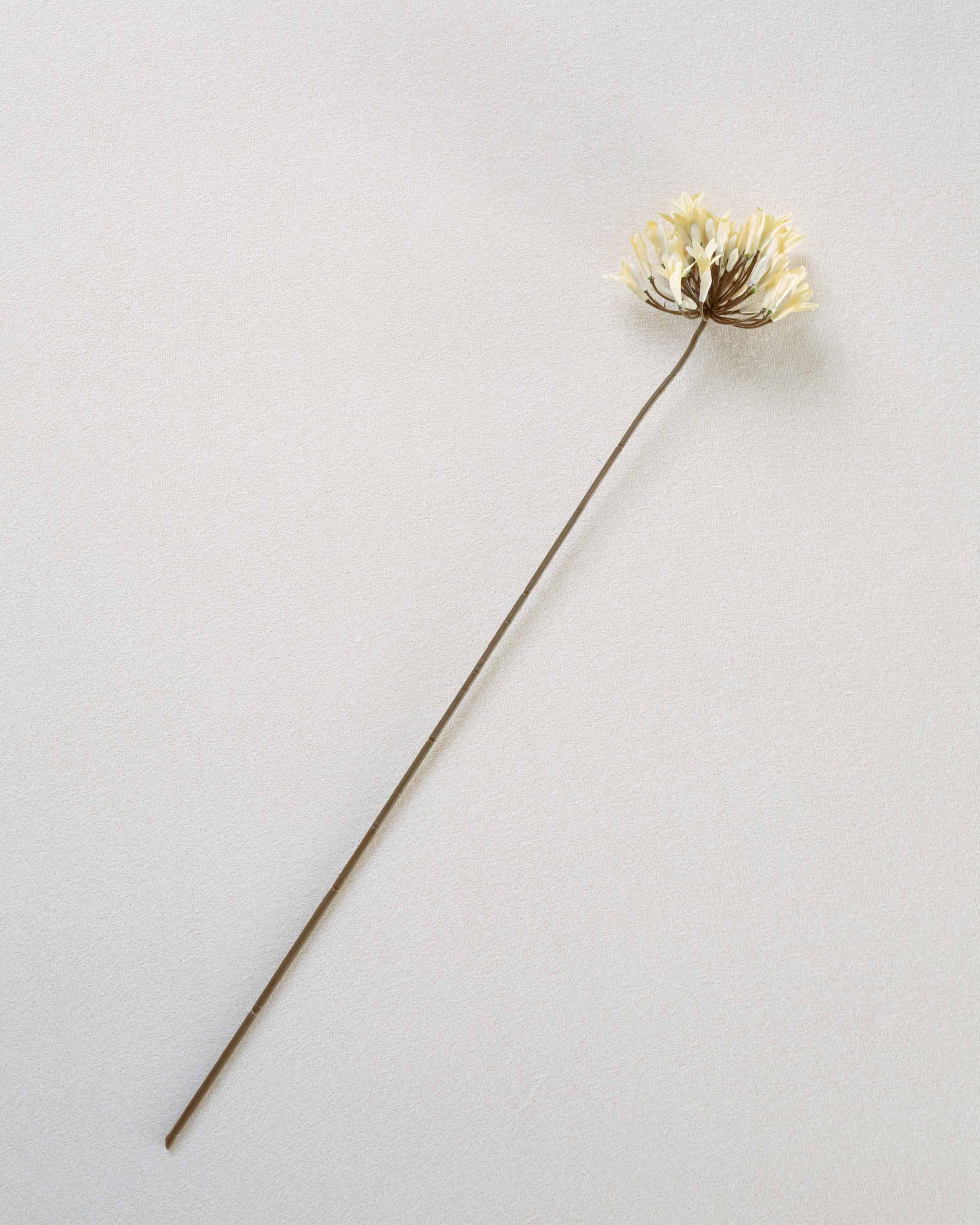 Flor Agapanto Beige