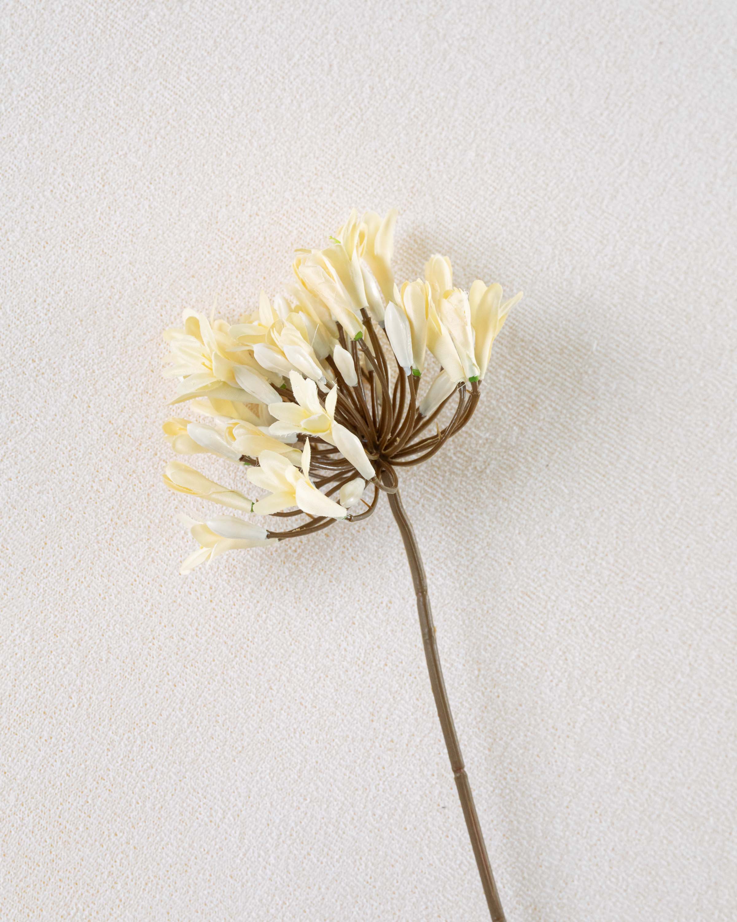 Flor Agapanto Beige