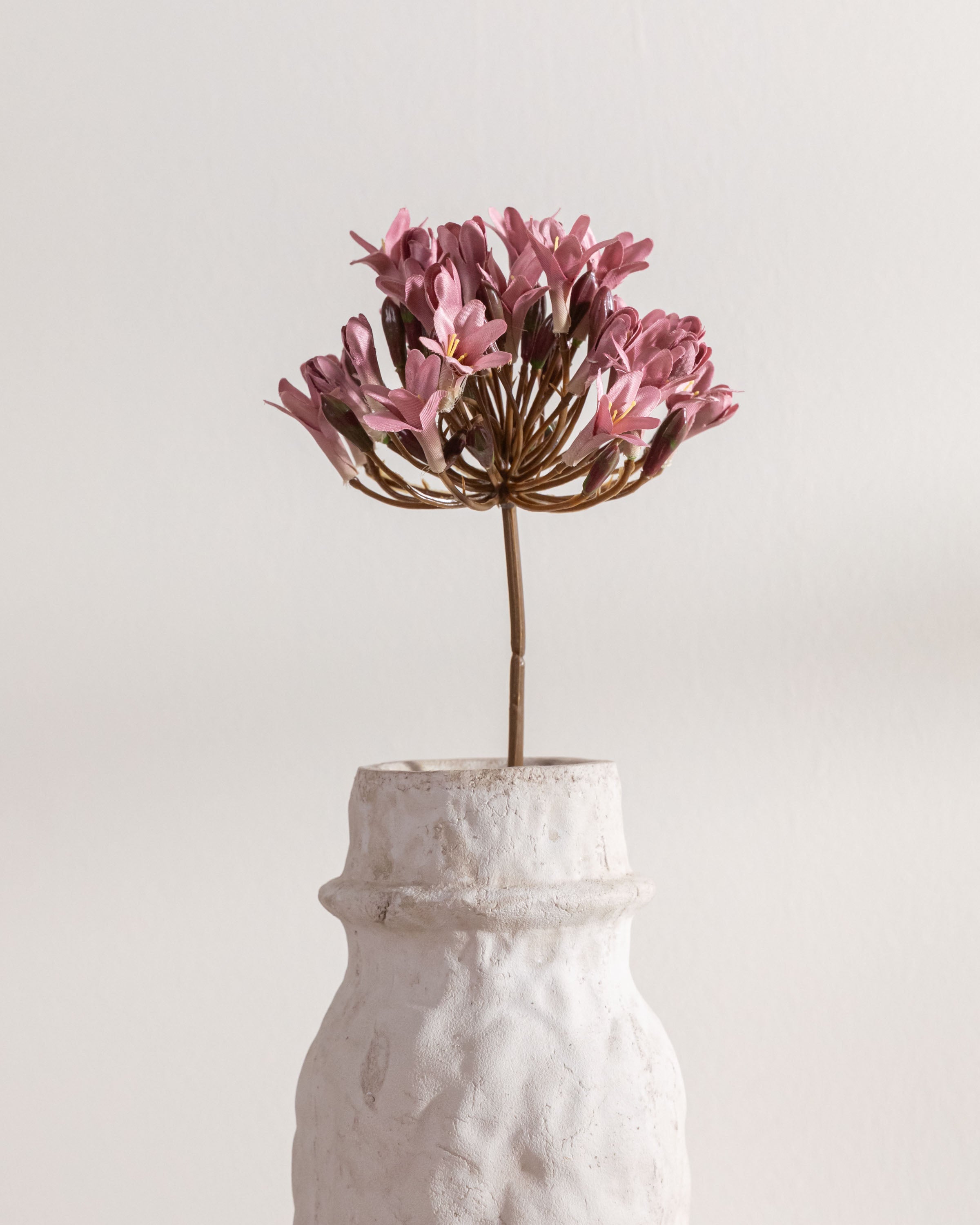 Flor Agapanto Rosa