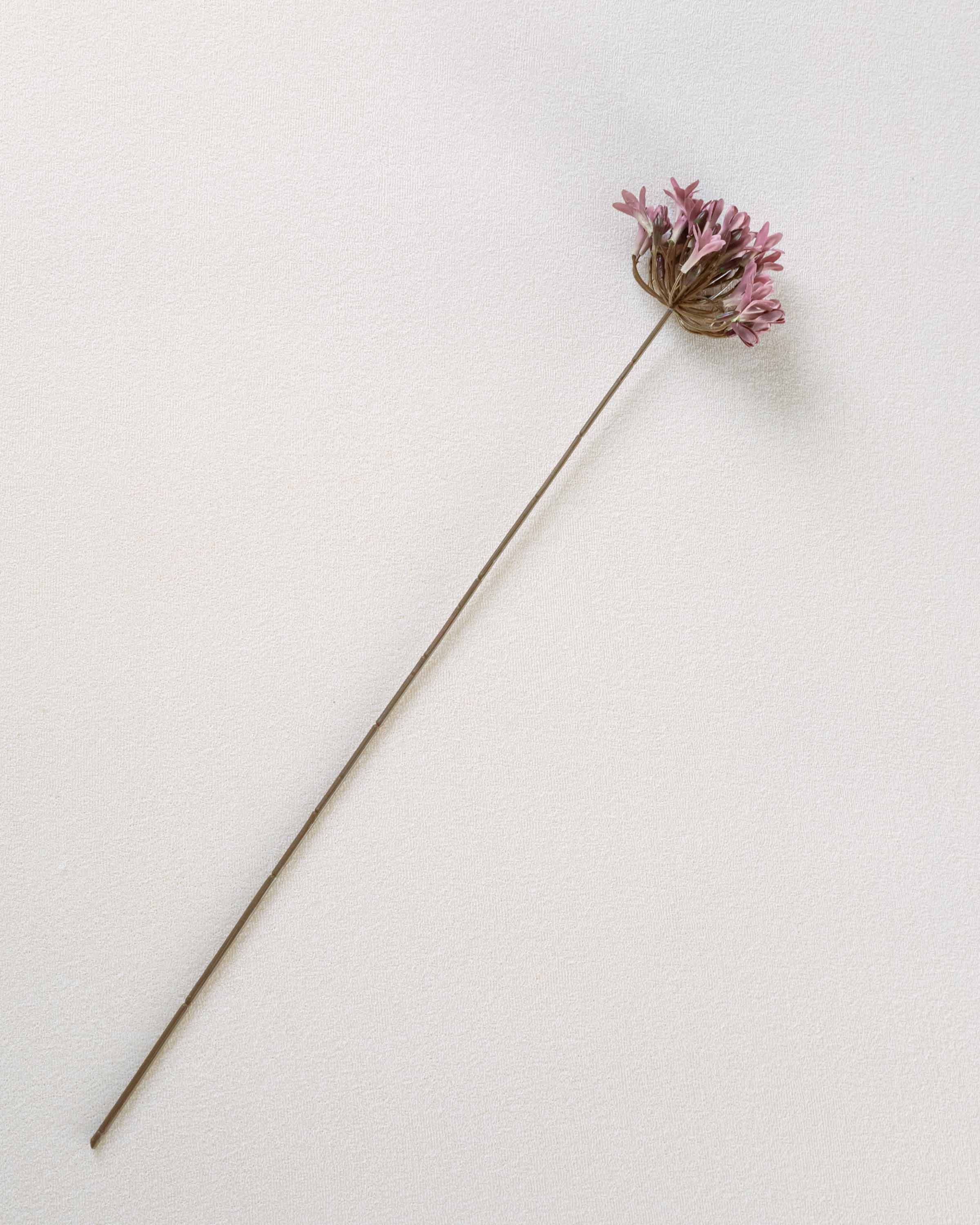 Flor Agapanto Rosa