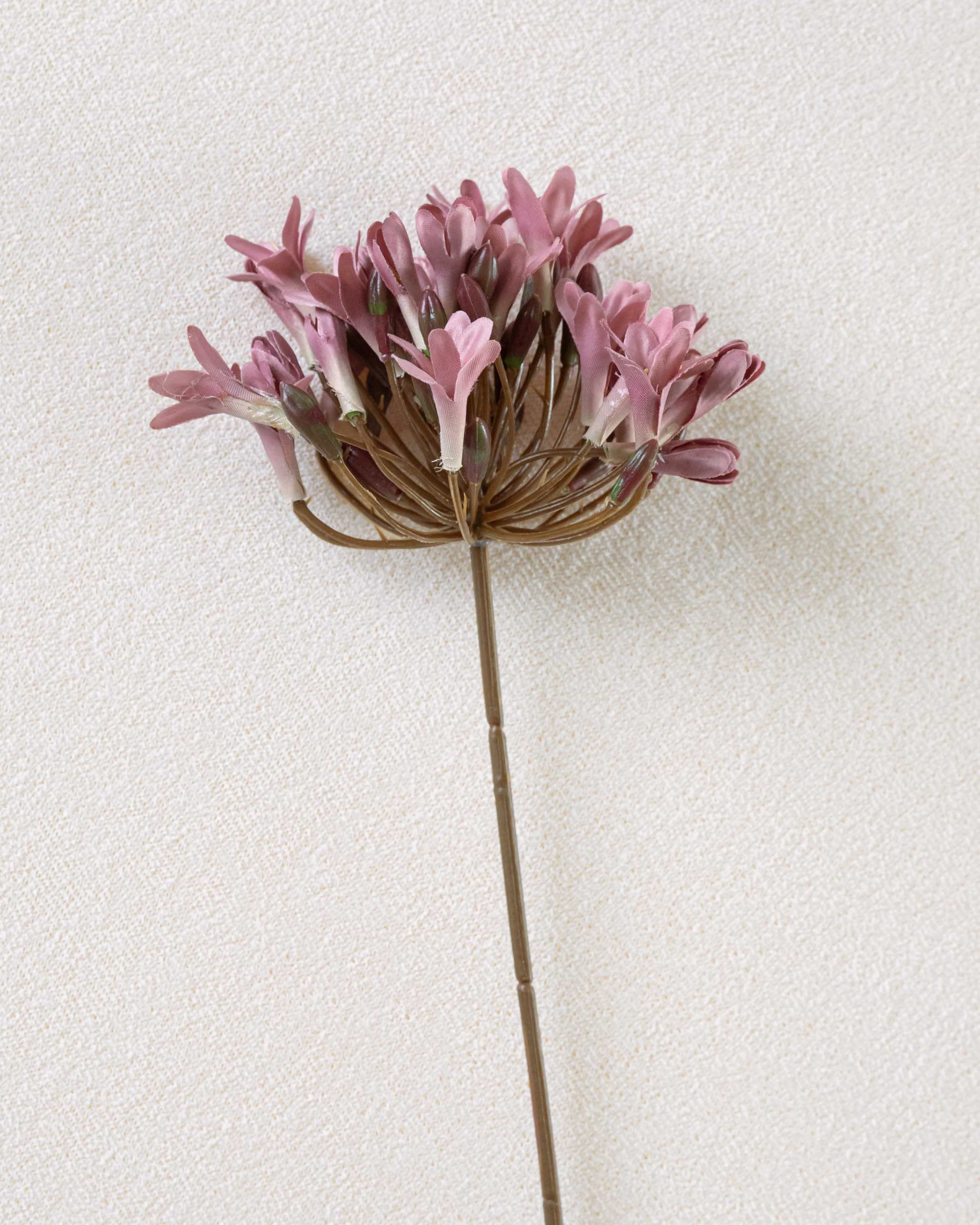 Flor Agapanto Rosa