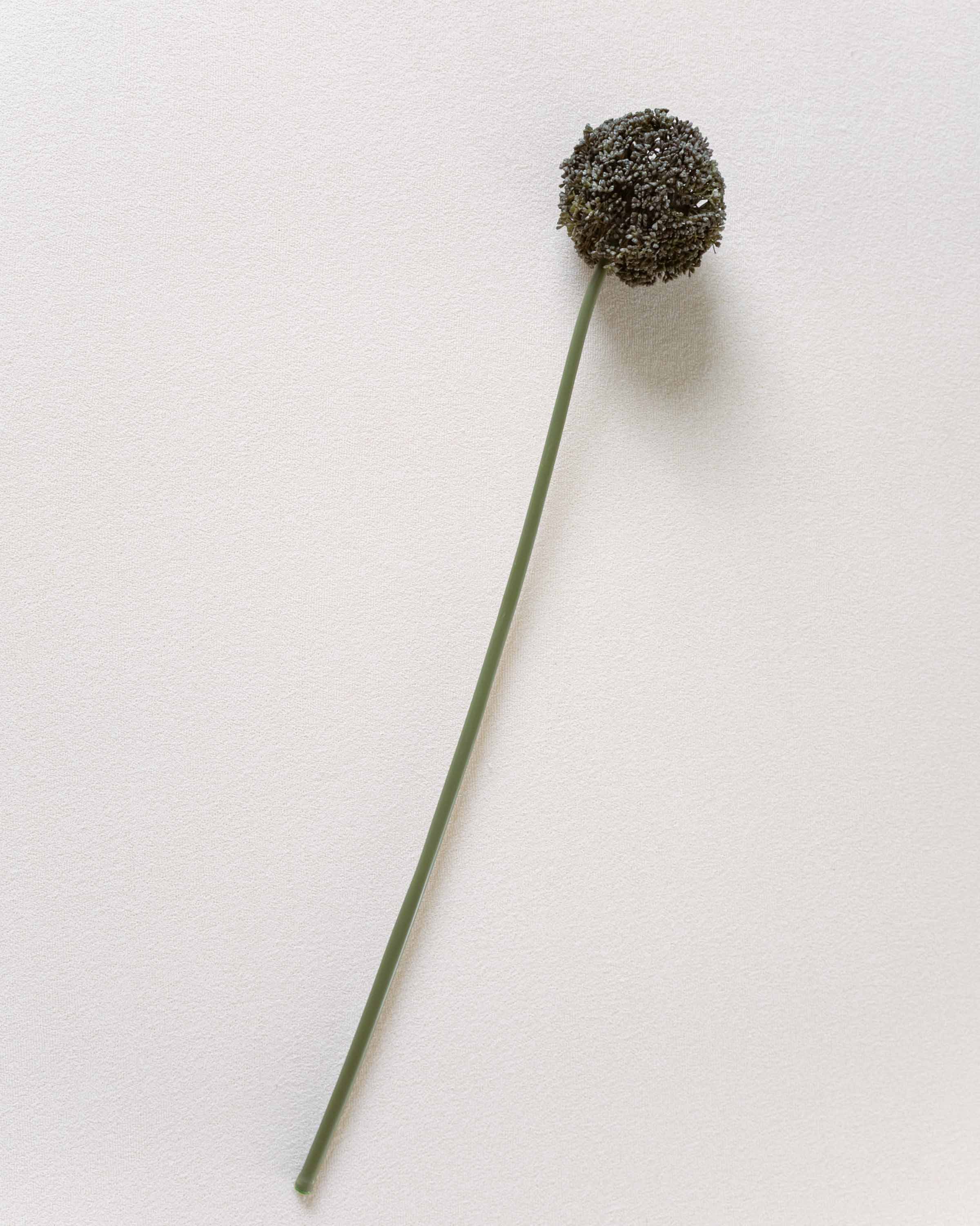 Flor Allium Gris Perla