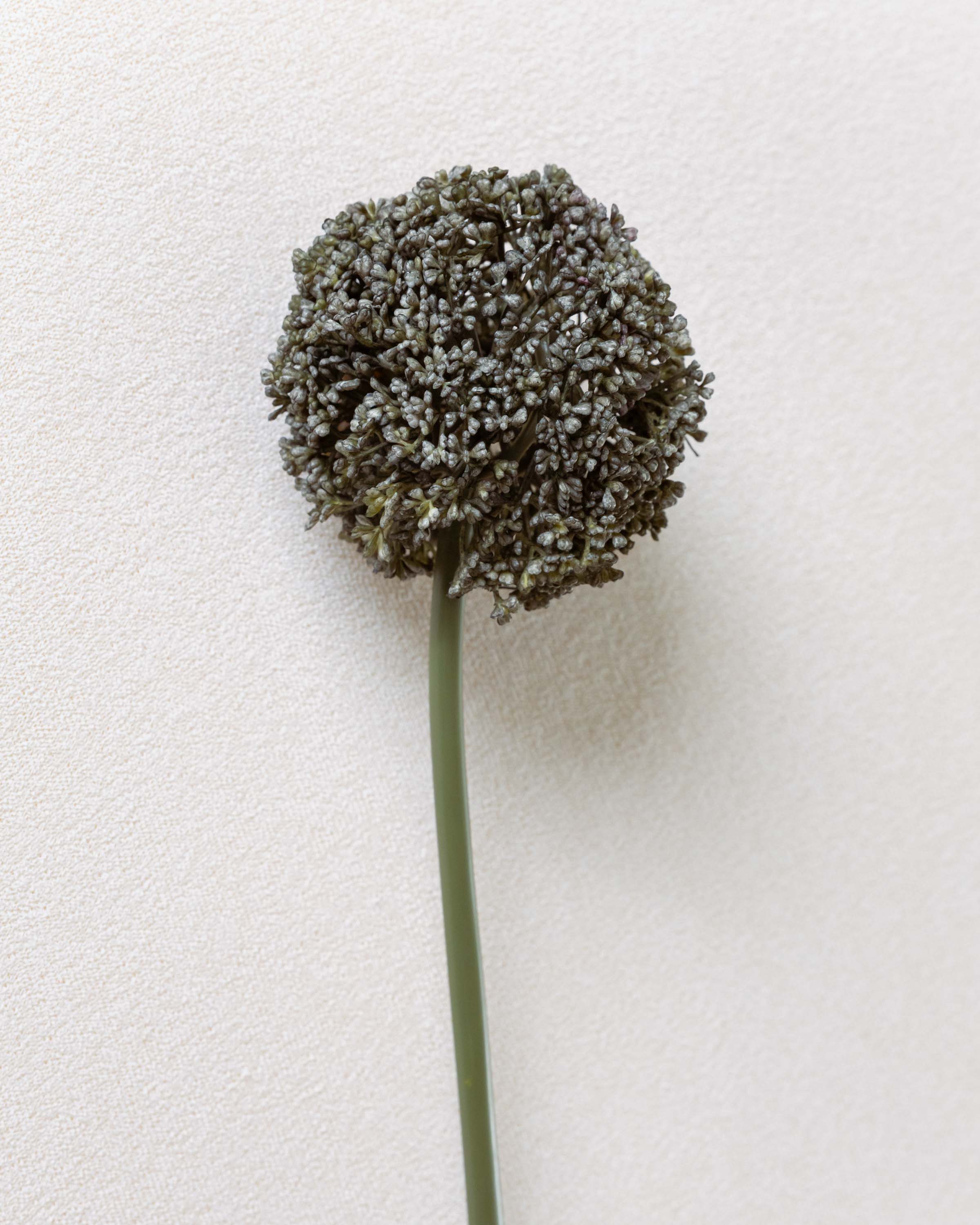 Flor Allium Gris Perla