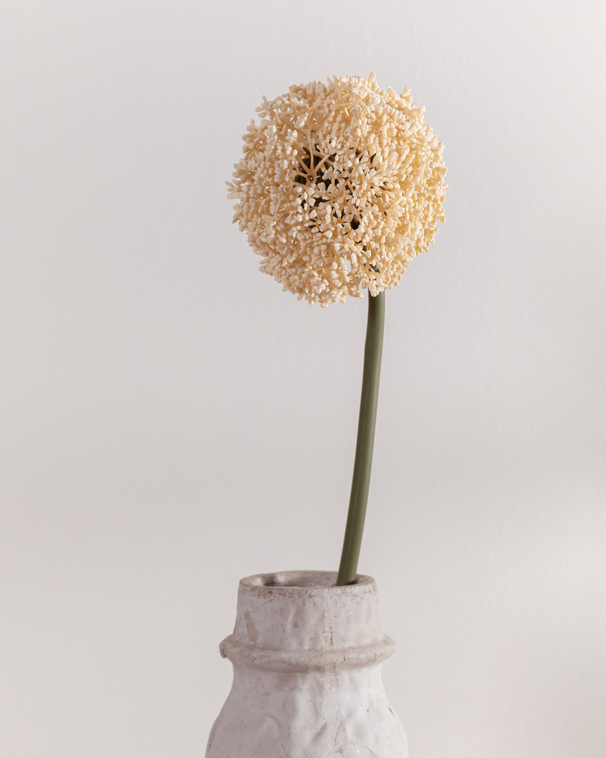 Flor Allium Beige