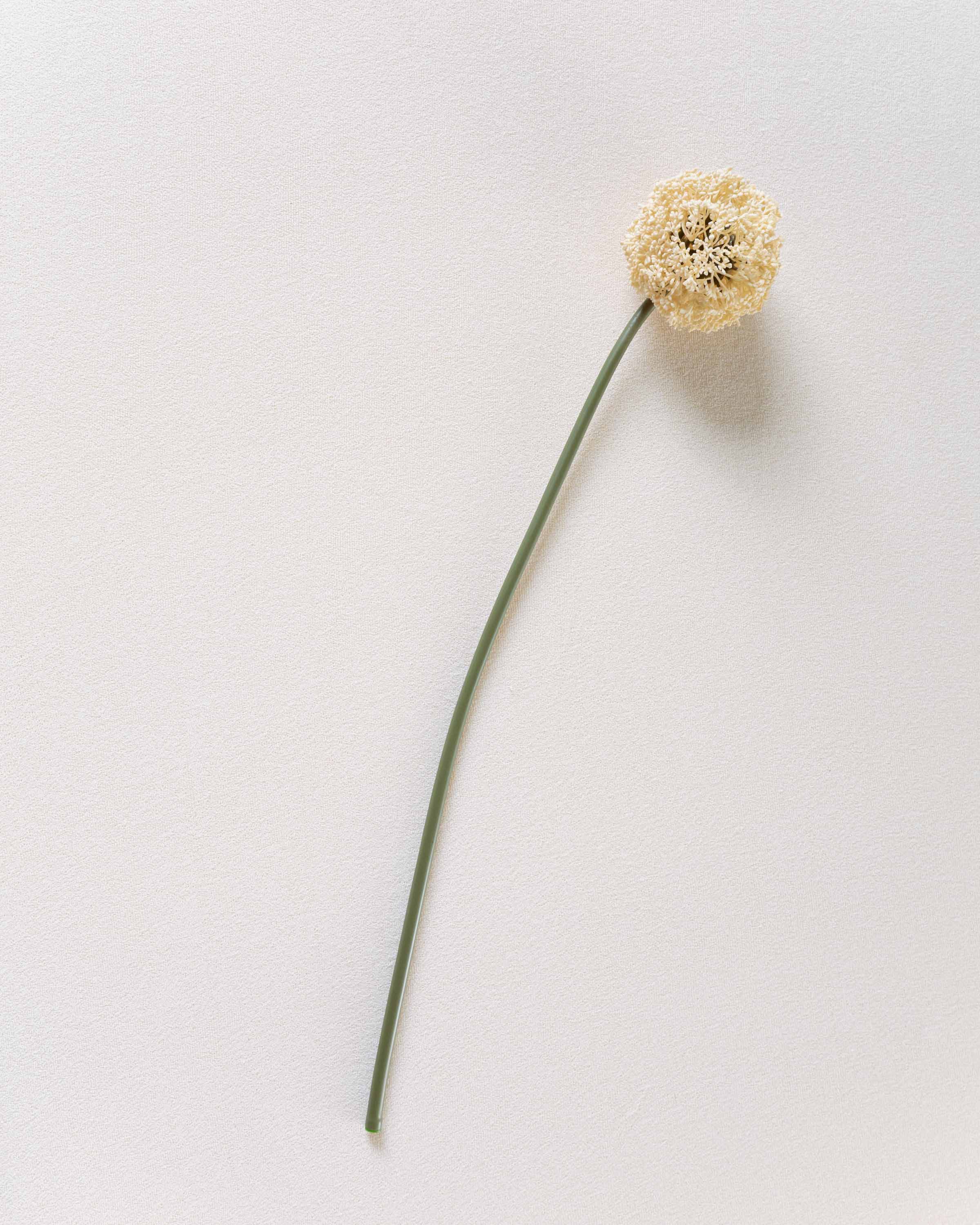 Flor Allium Beige