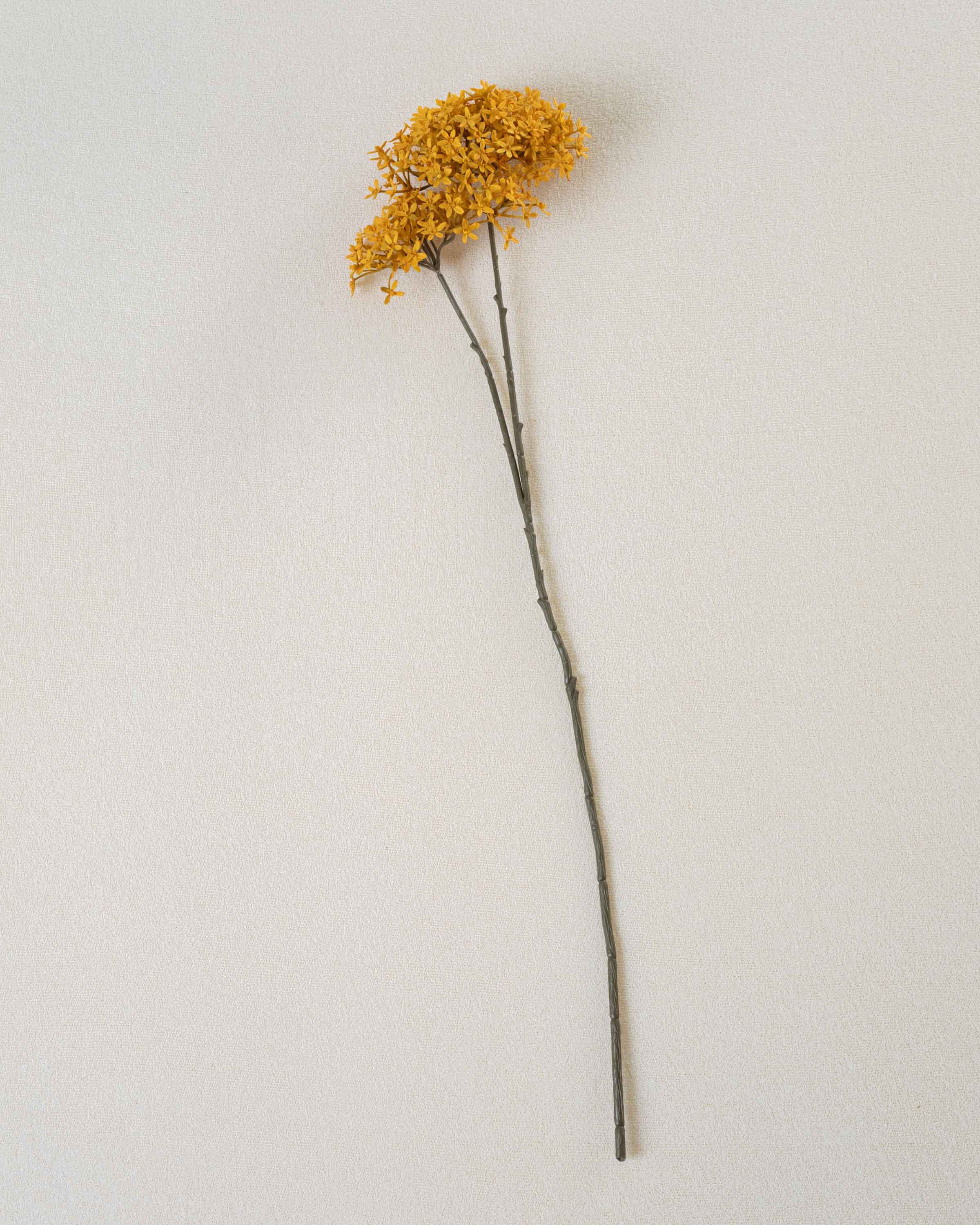 Flor da Coroa Ocre