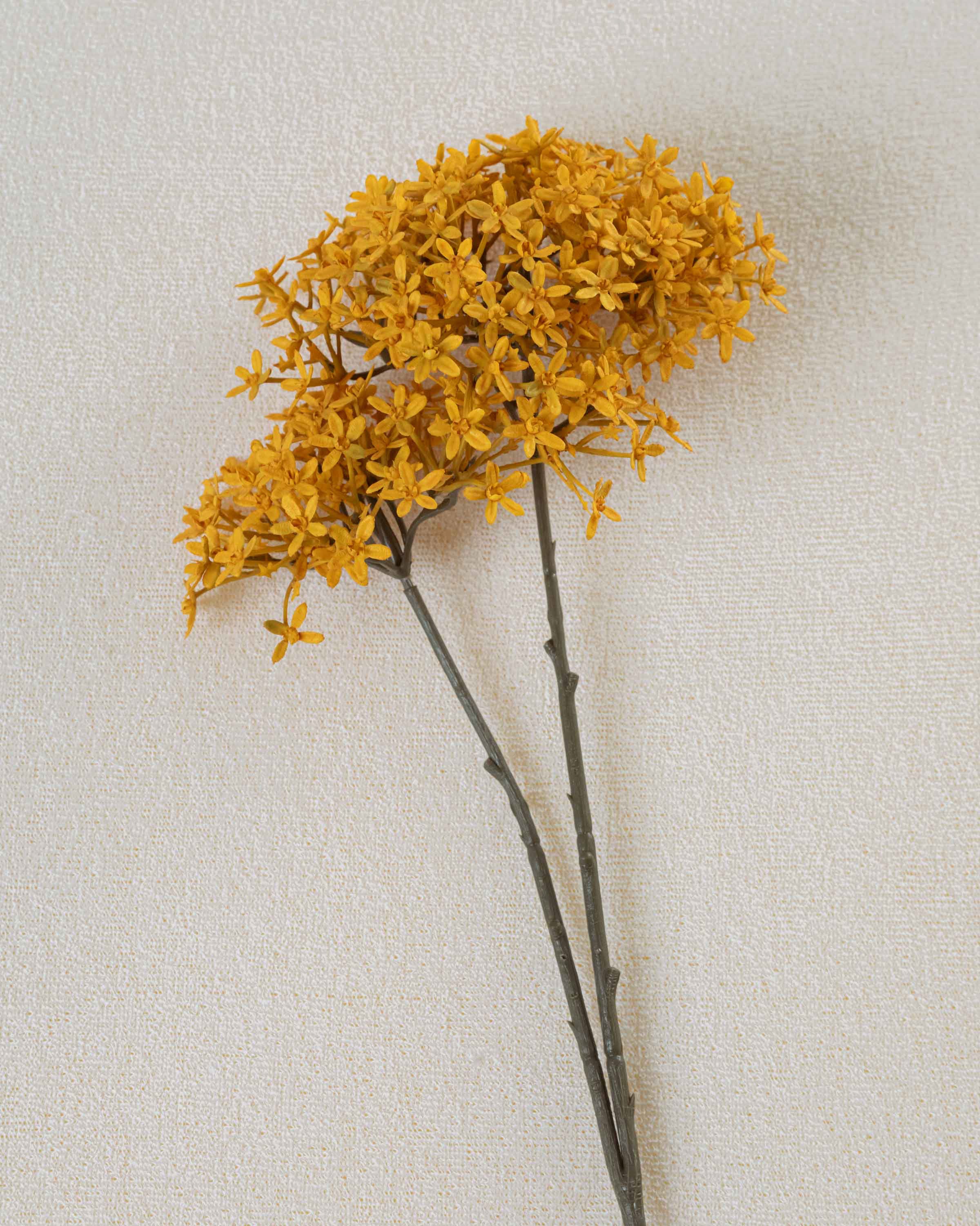 Flor da Coroa Ocre