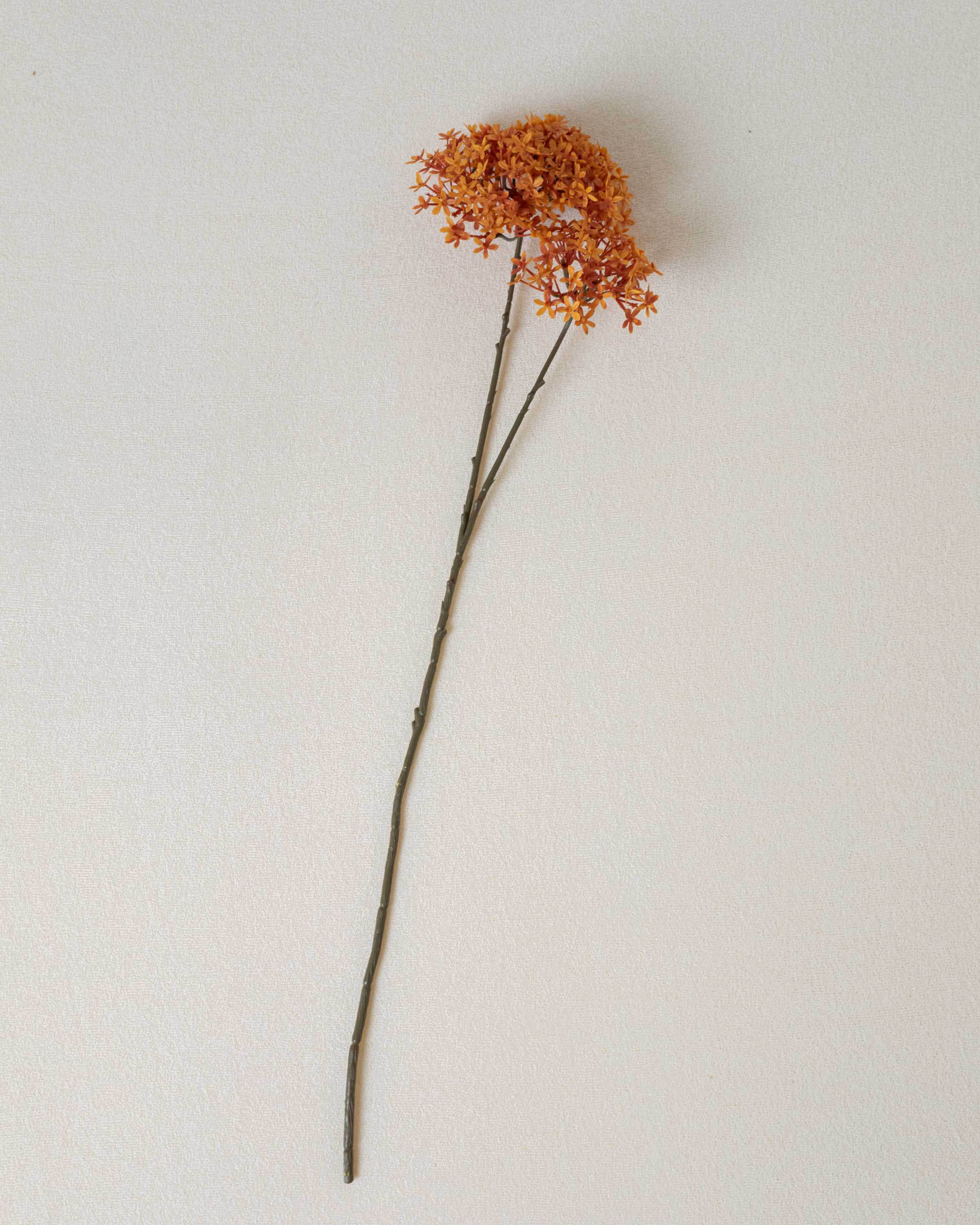 Flor da Coroa da Caldeira