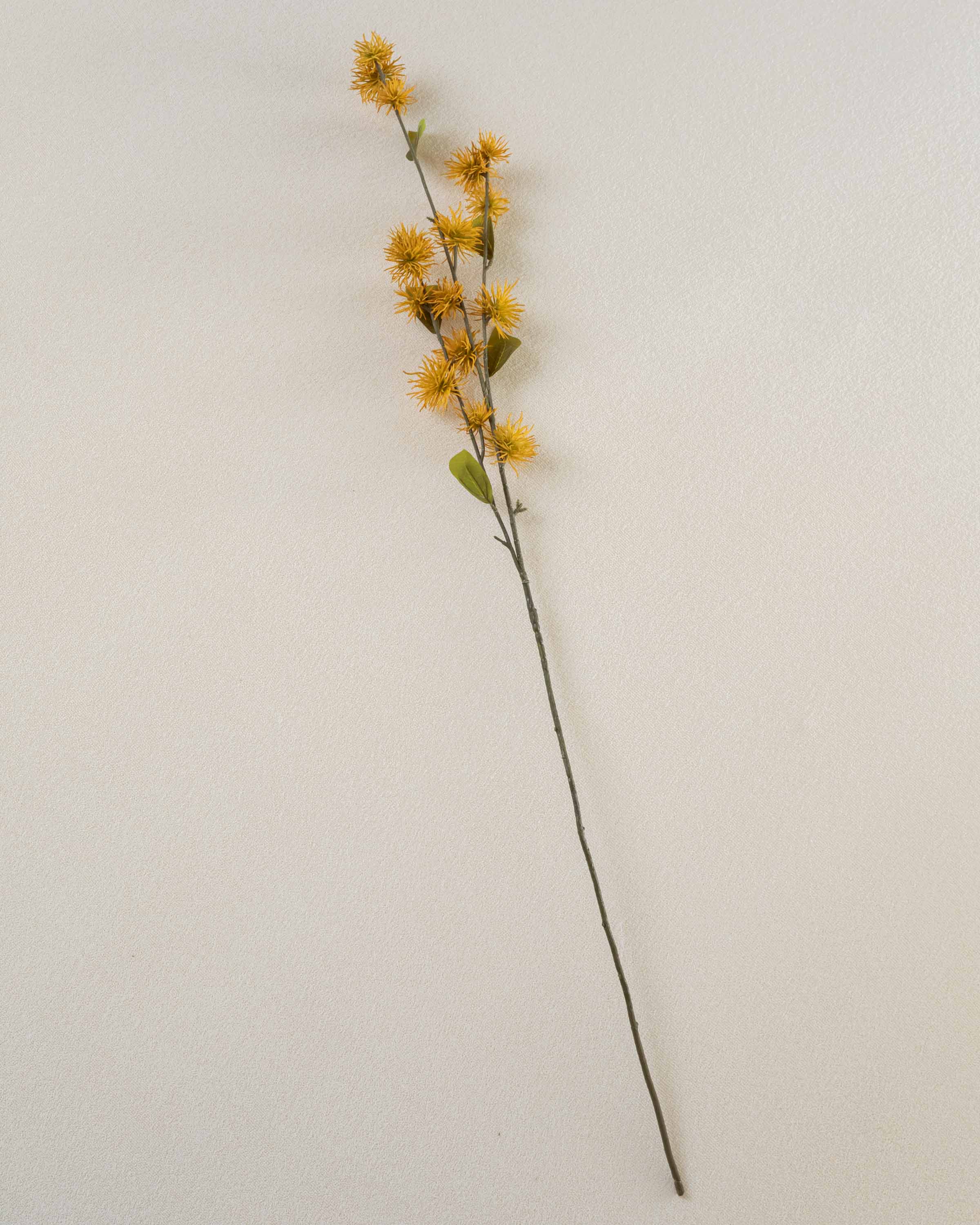 Rama Xantio Ocre