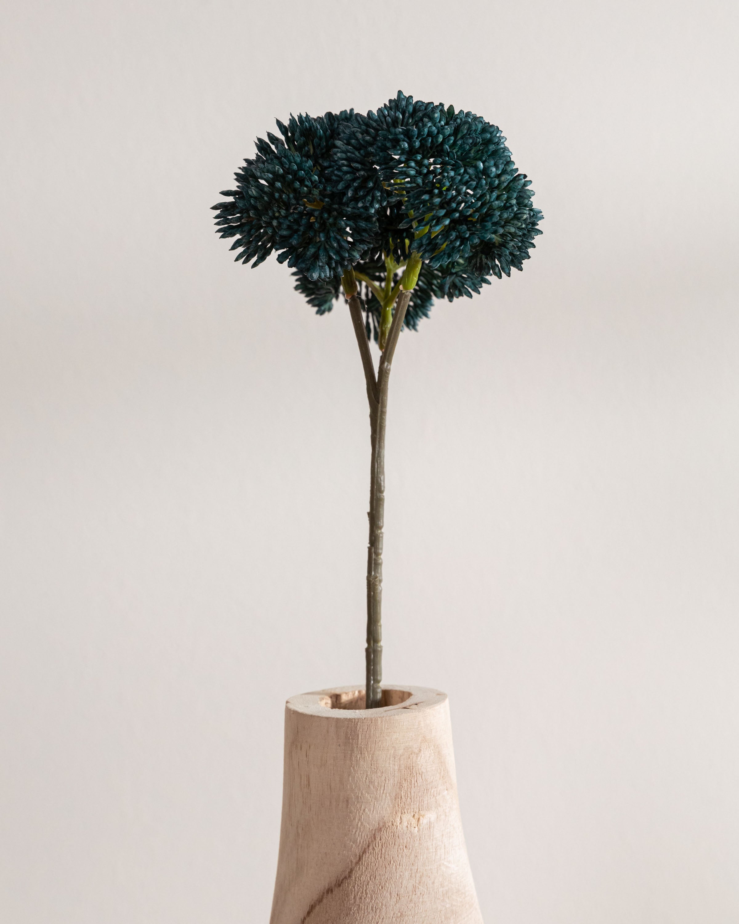 Flor Sedum Azul