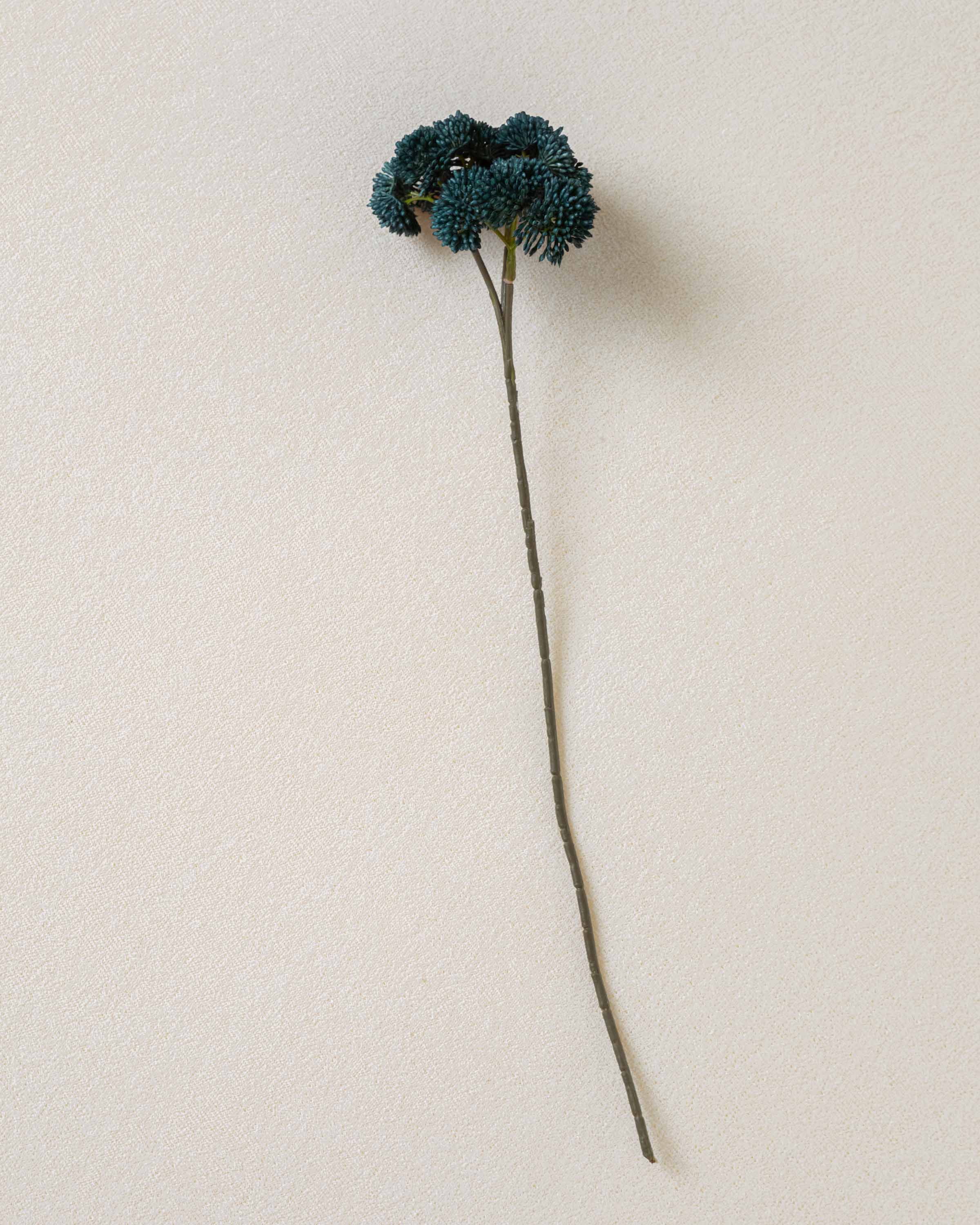Flor Sedum Azul