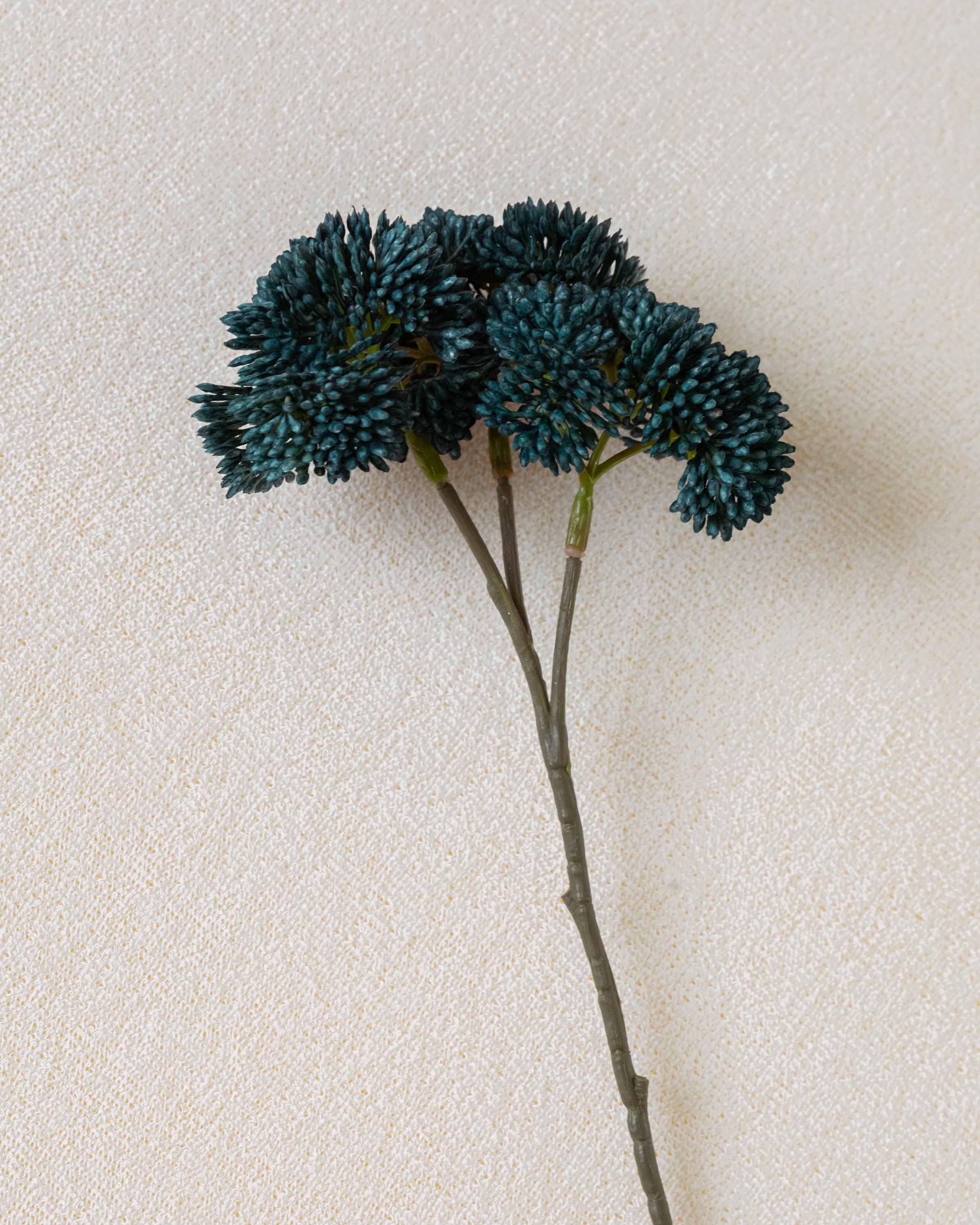 Flor Sedum Azul