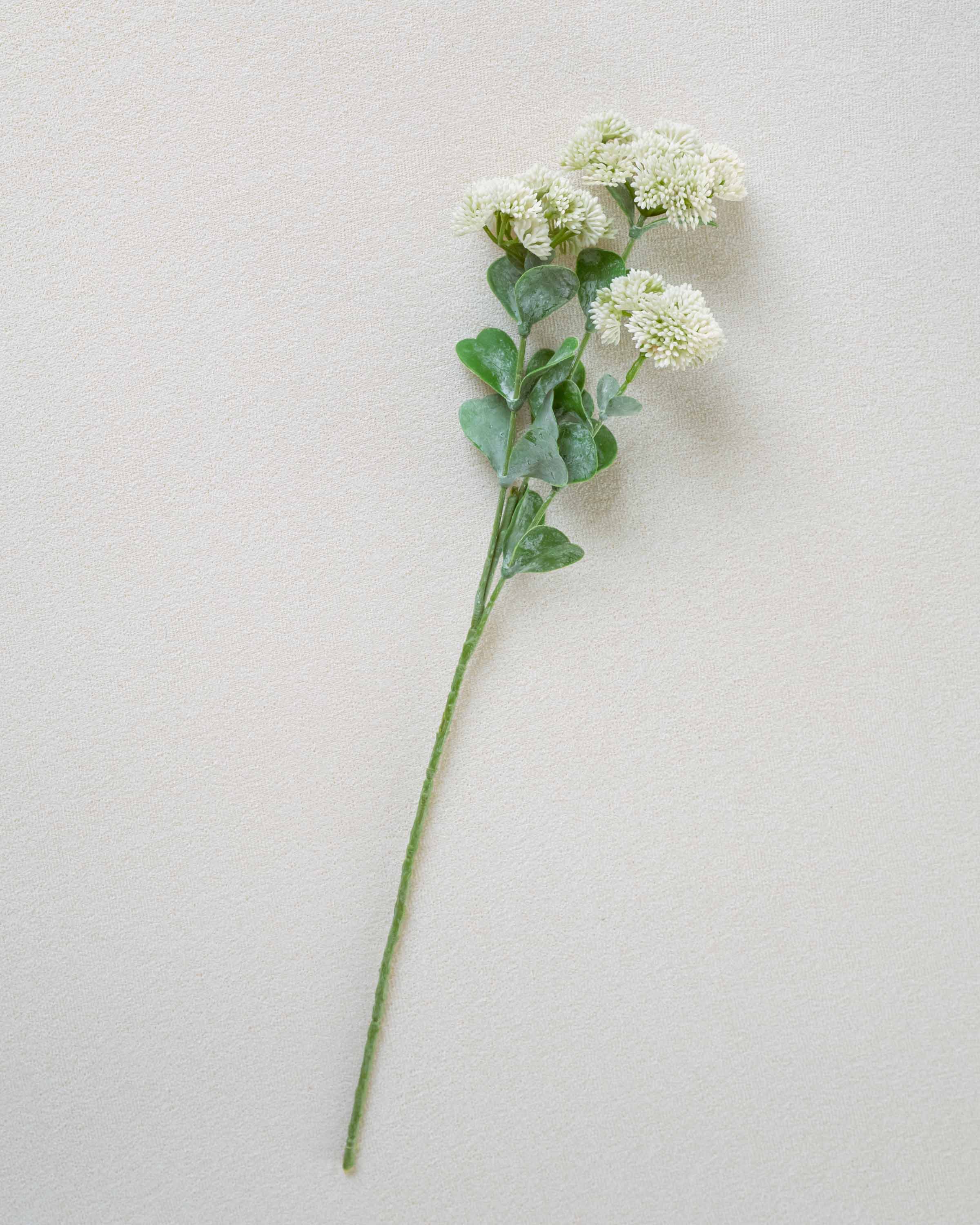 Rama Sedum Blanco