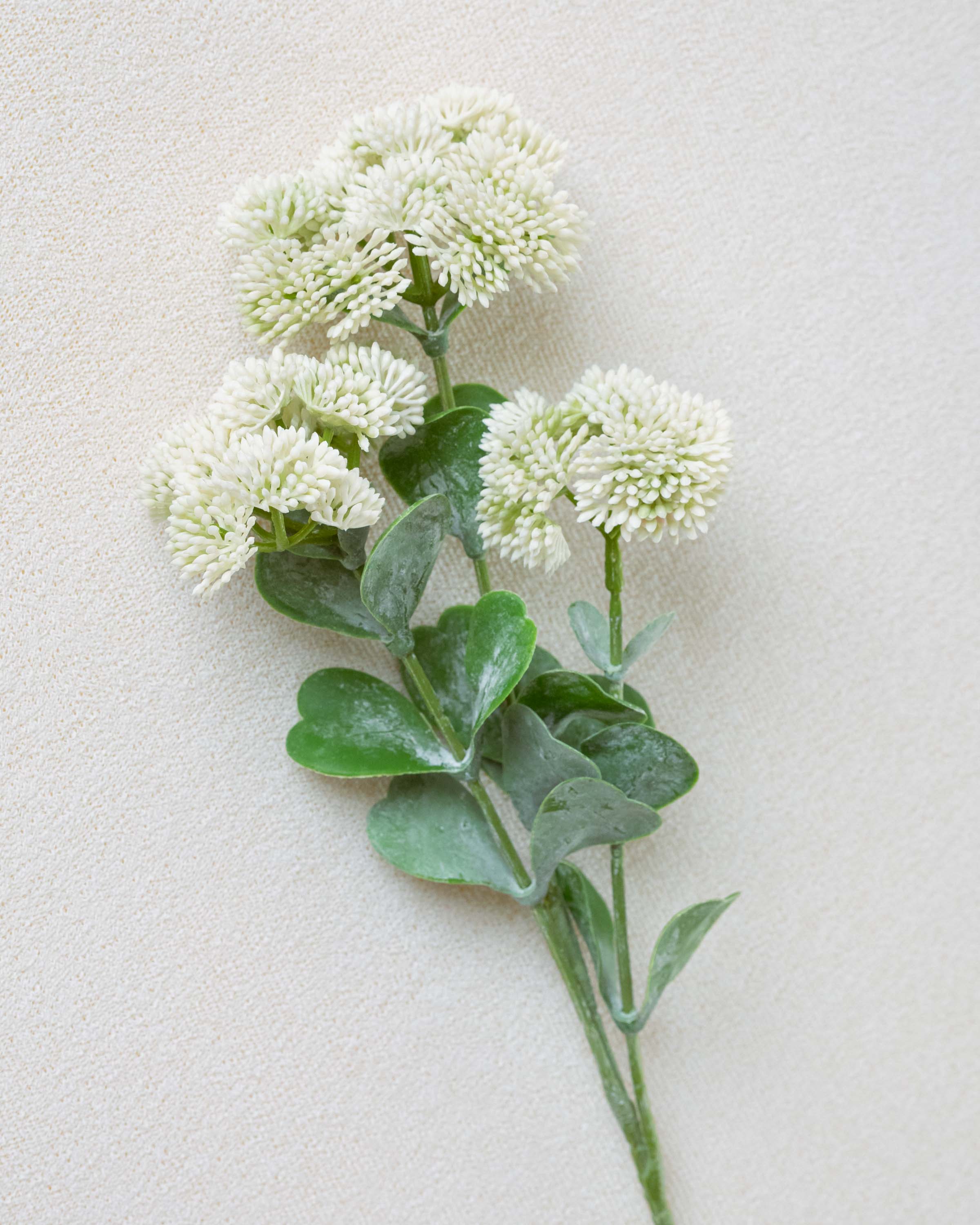 Rama Sedum Blanco