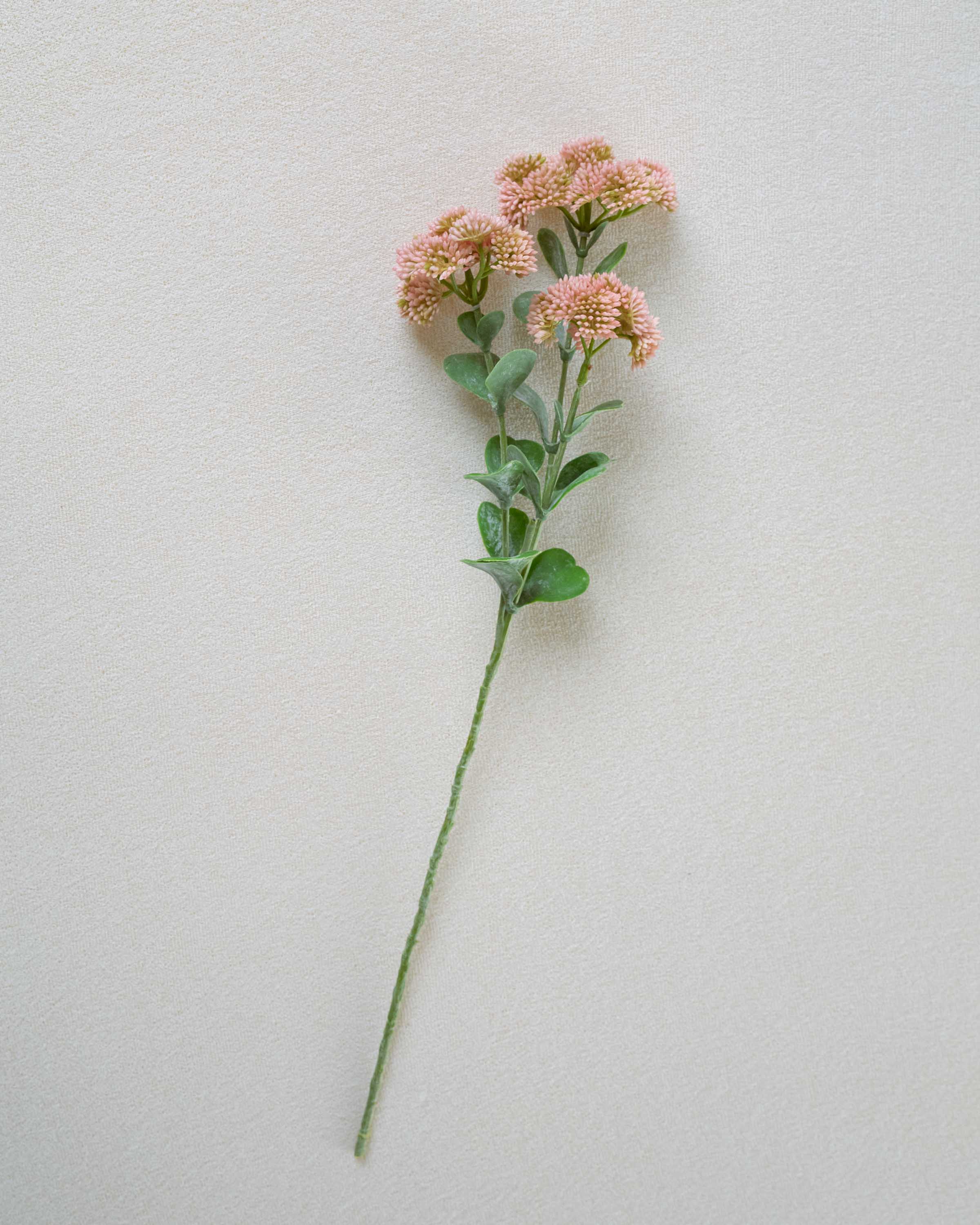 Rama Sedum Rosa