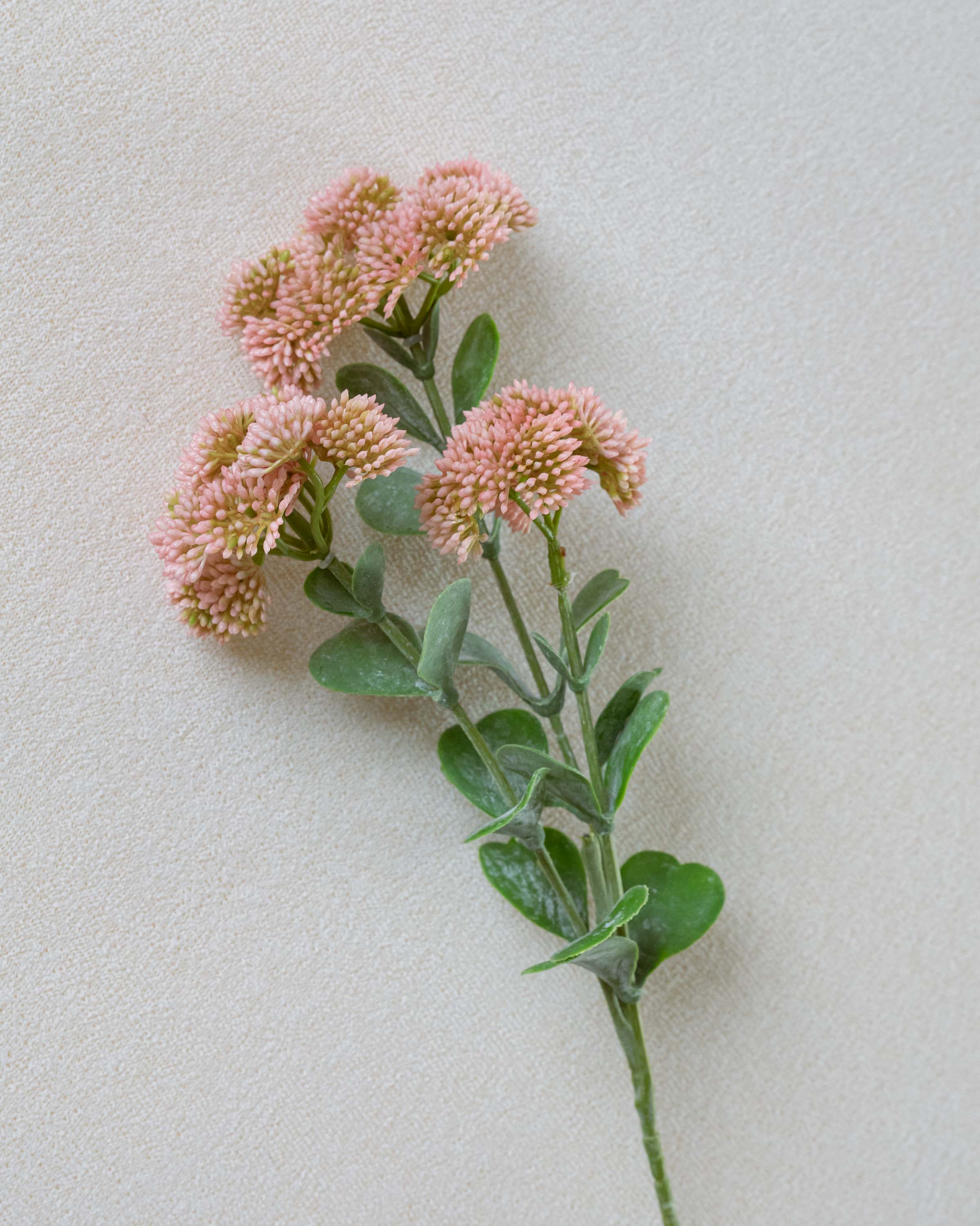 Rama Sedum Rosa