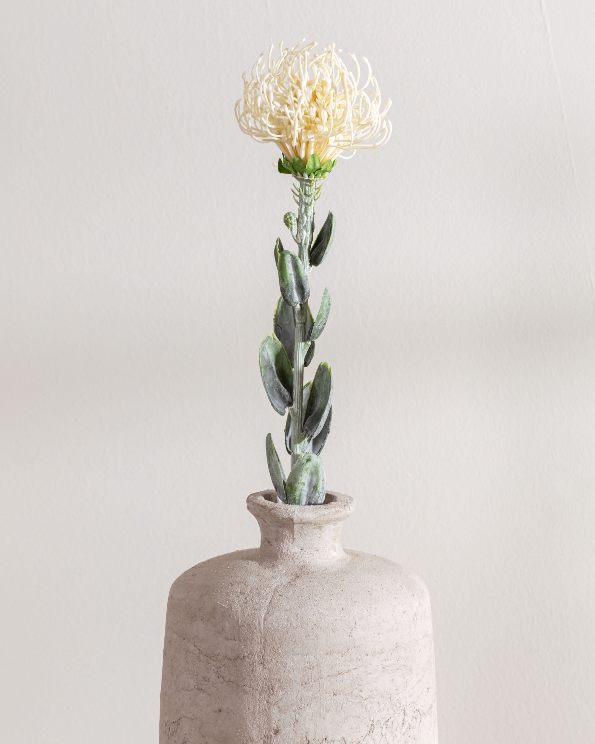 Flor de Protea Branca