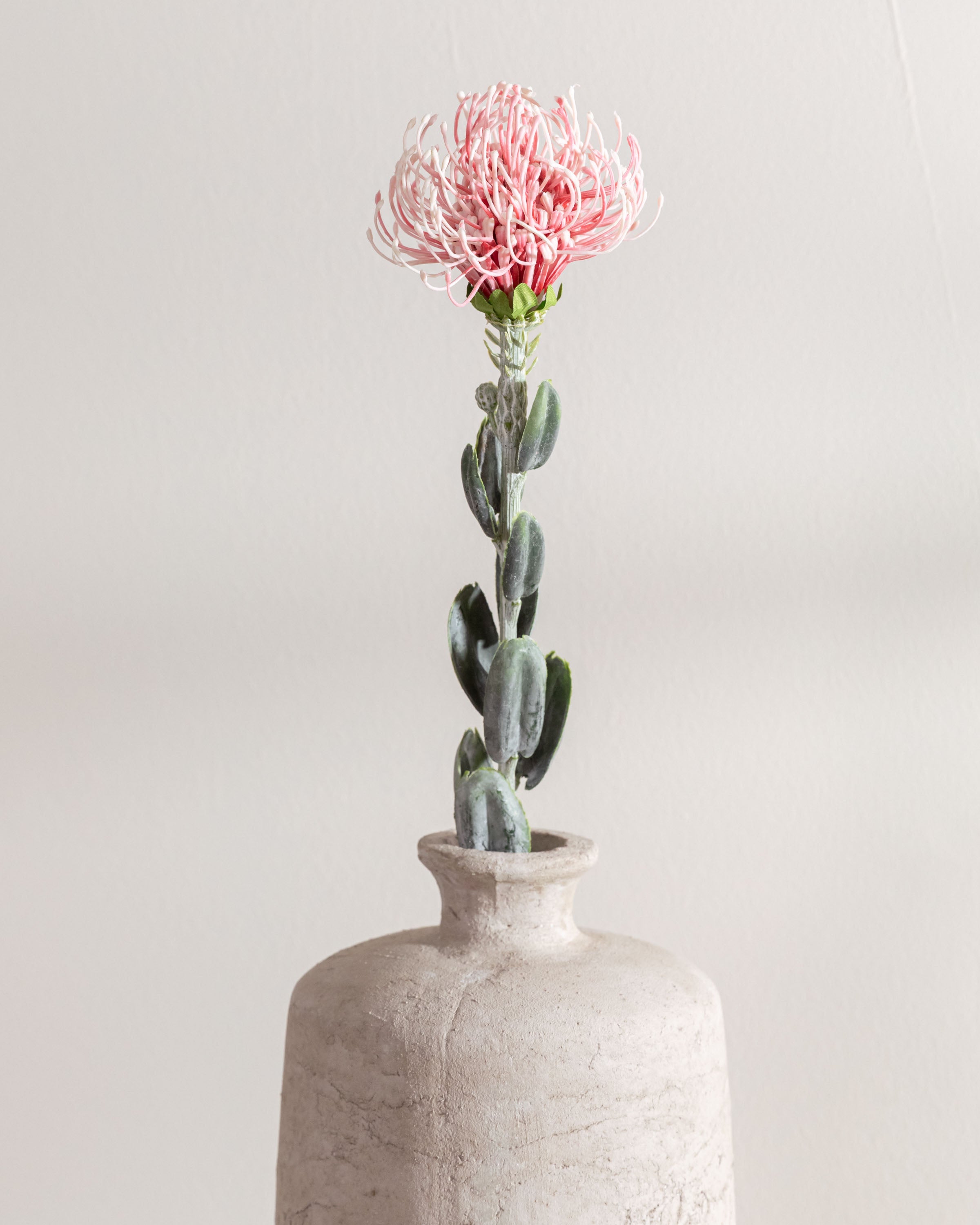 Flor de protea rosa