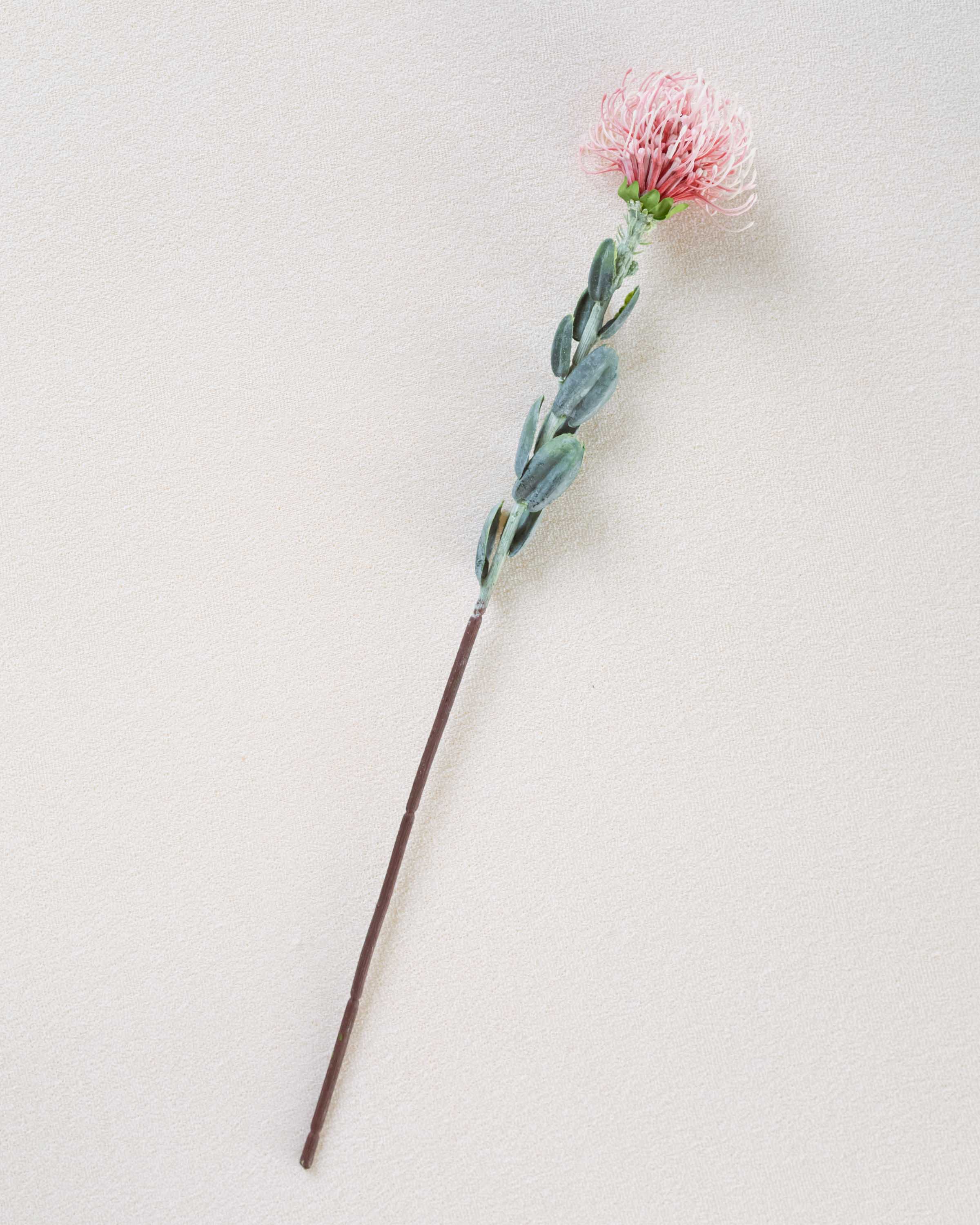 Flor de protea rosa