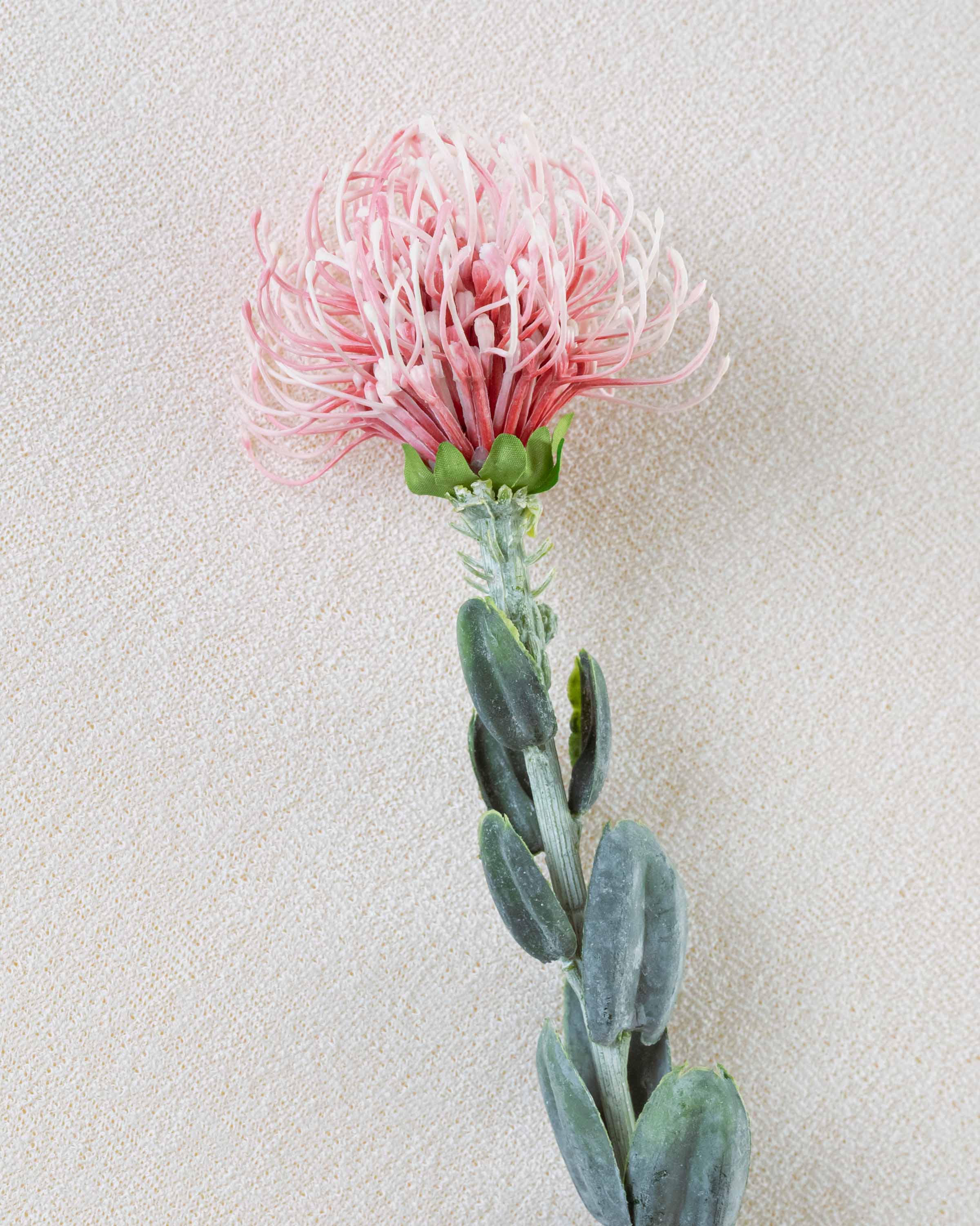 Flor de protea rosa