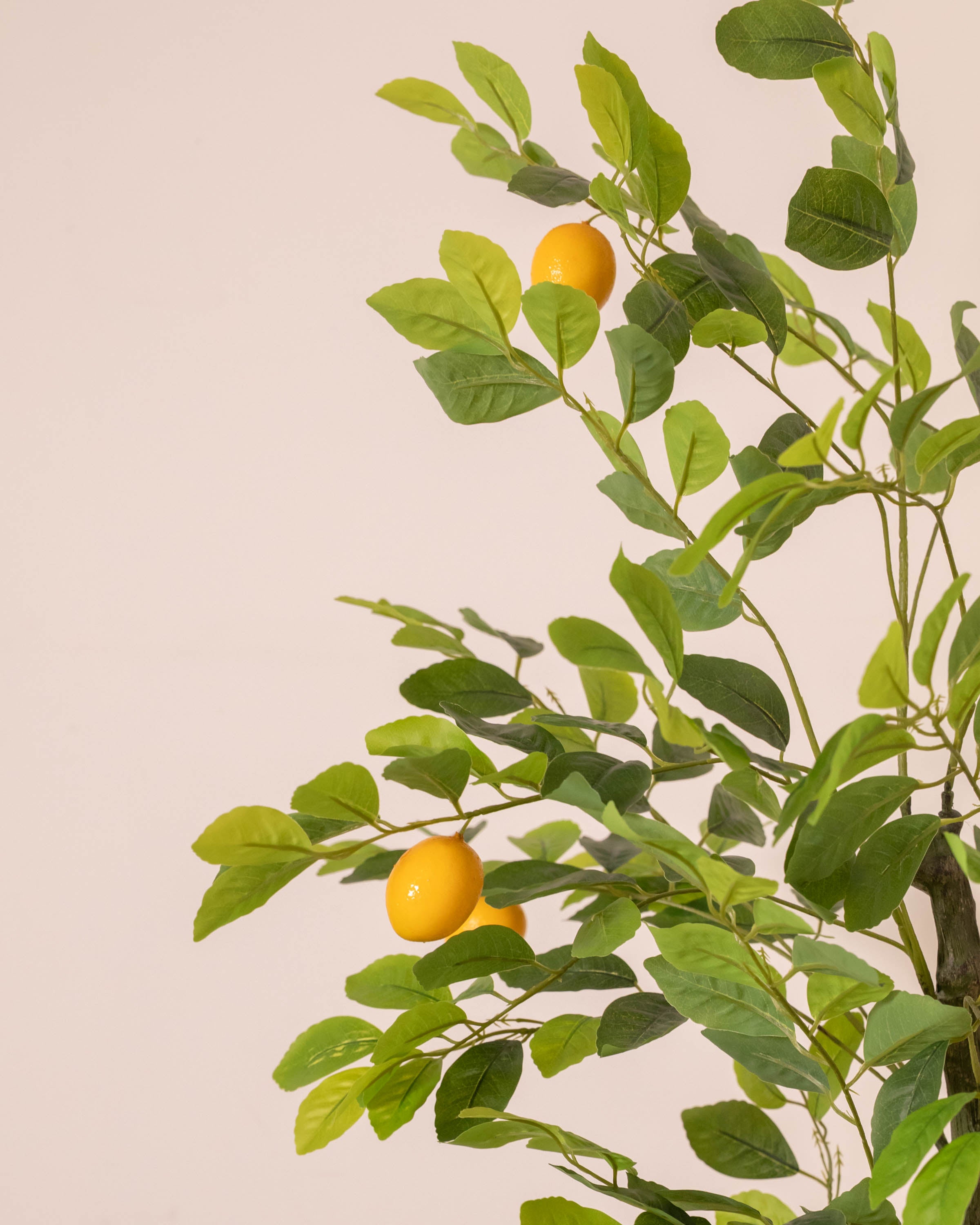 Limonero Verde