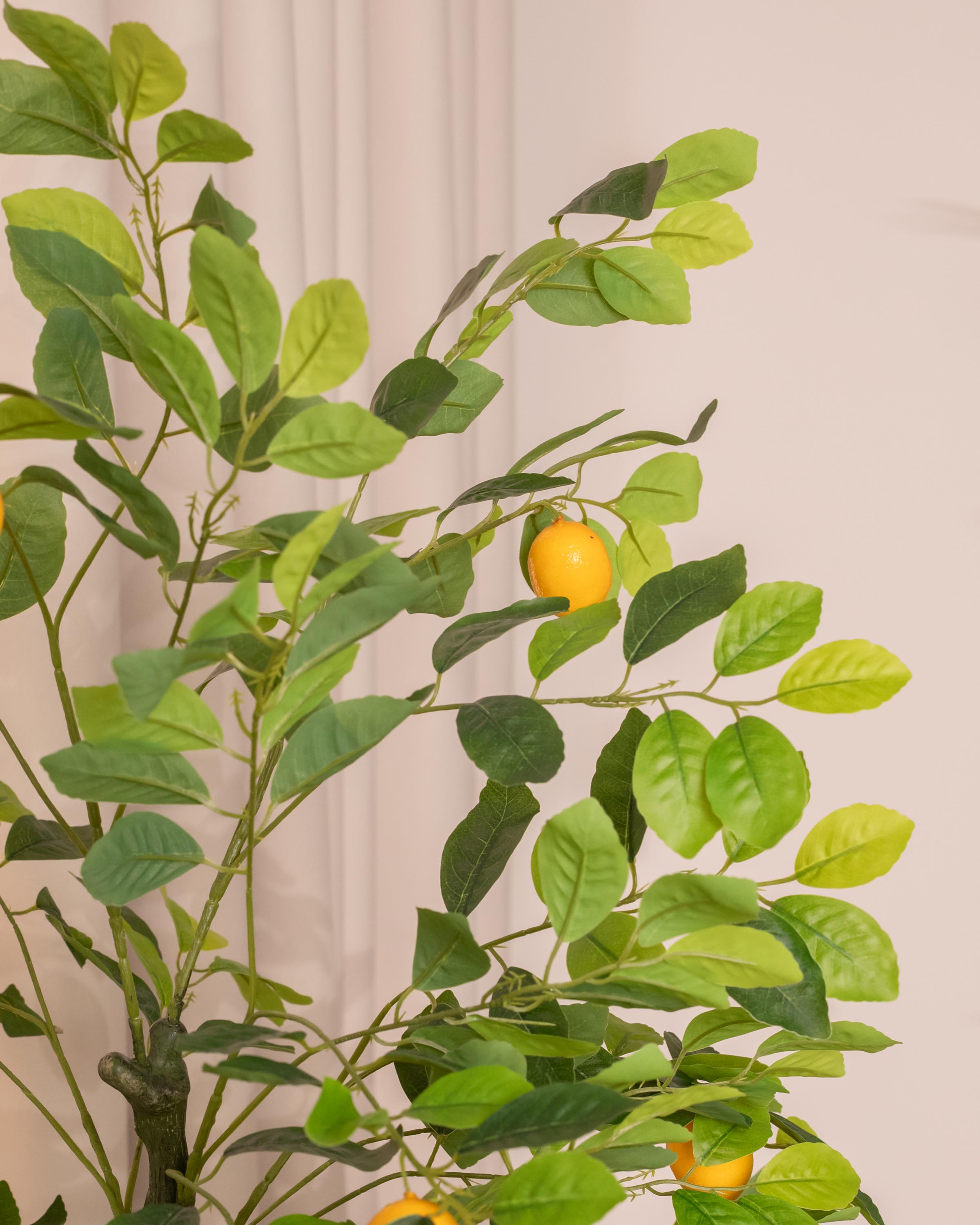 Limonero Verde