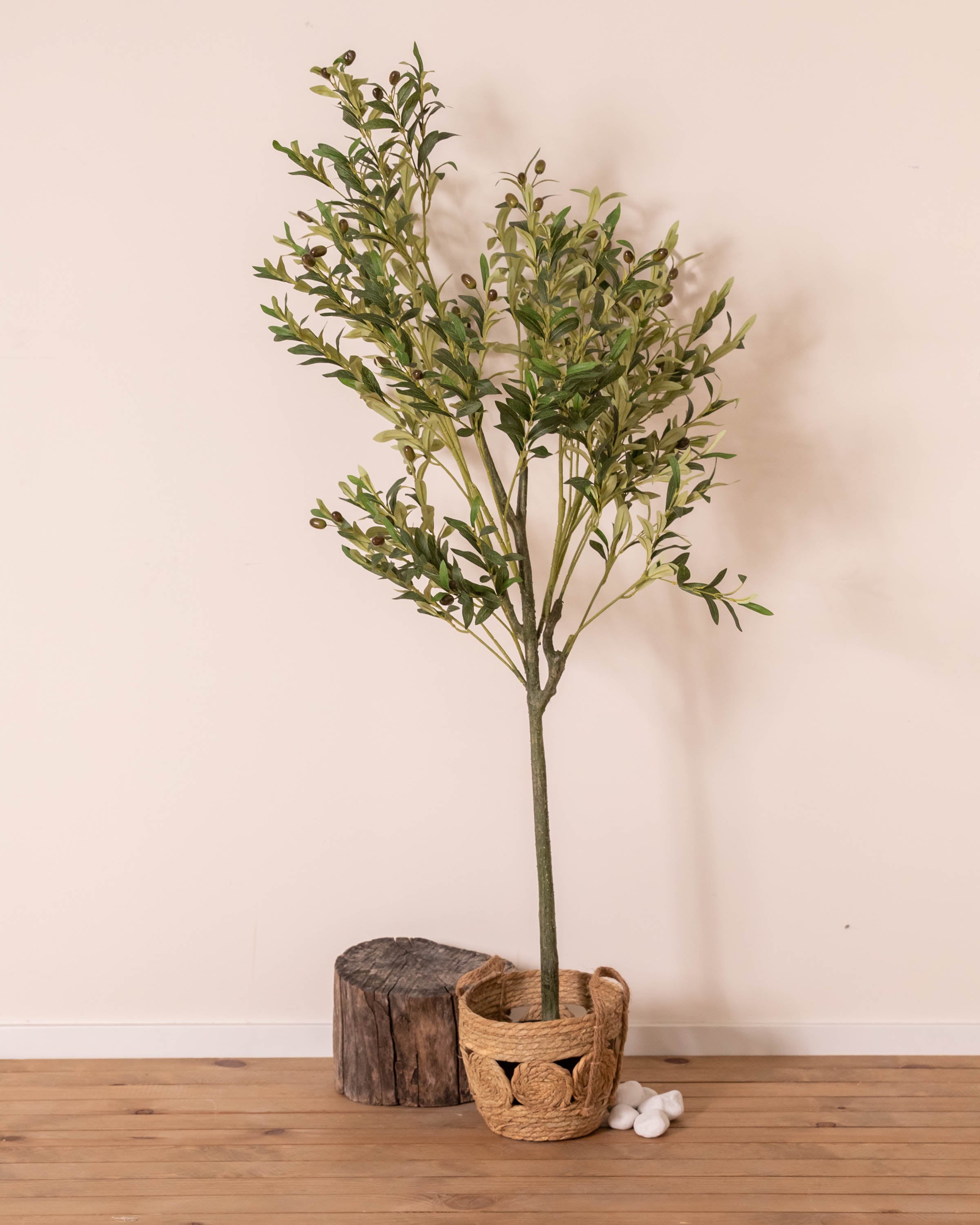 Olivo Verde
