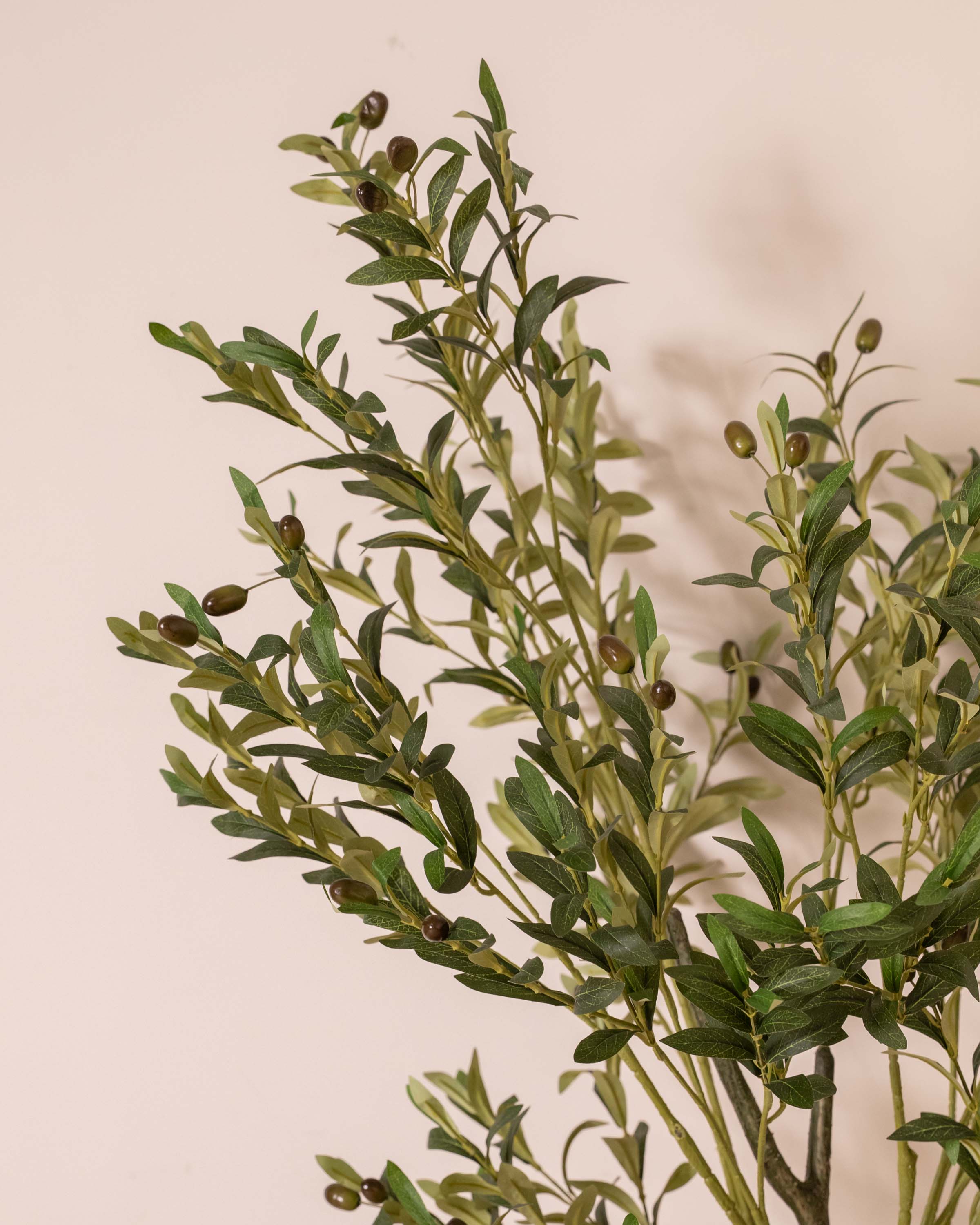 Olivo Verde