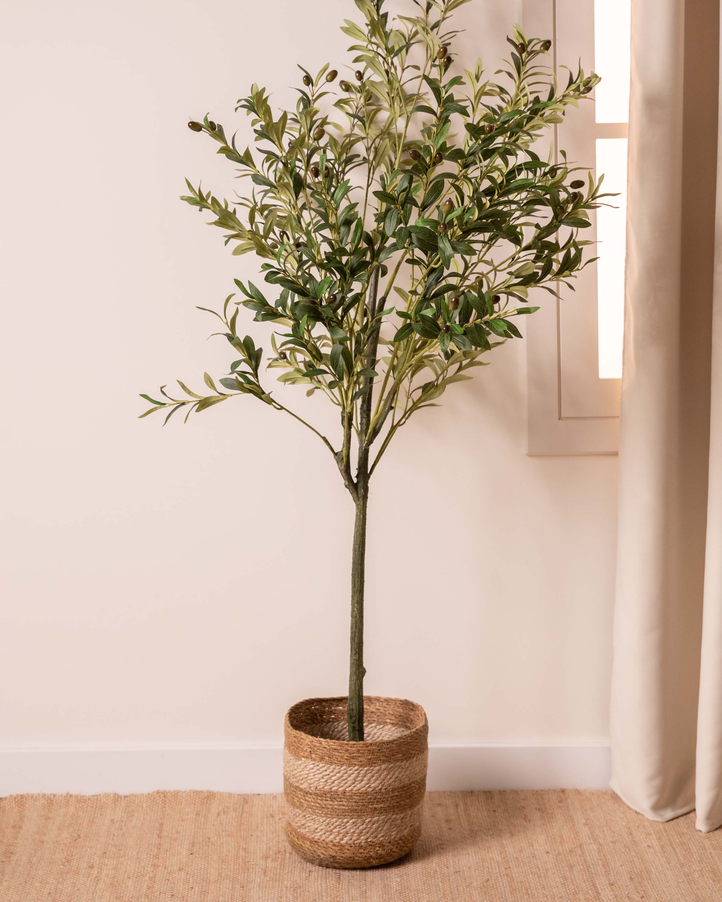 Olivo Verde